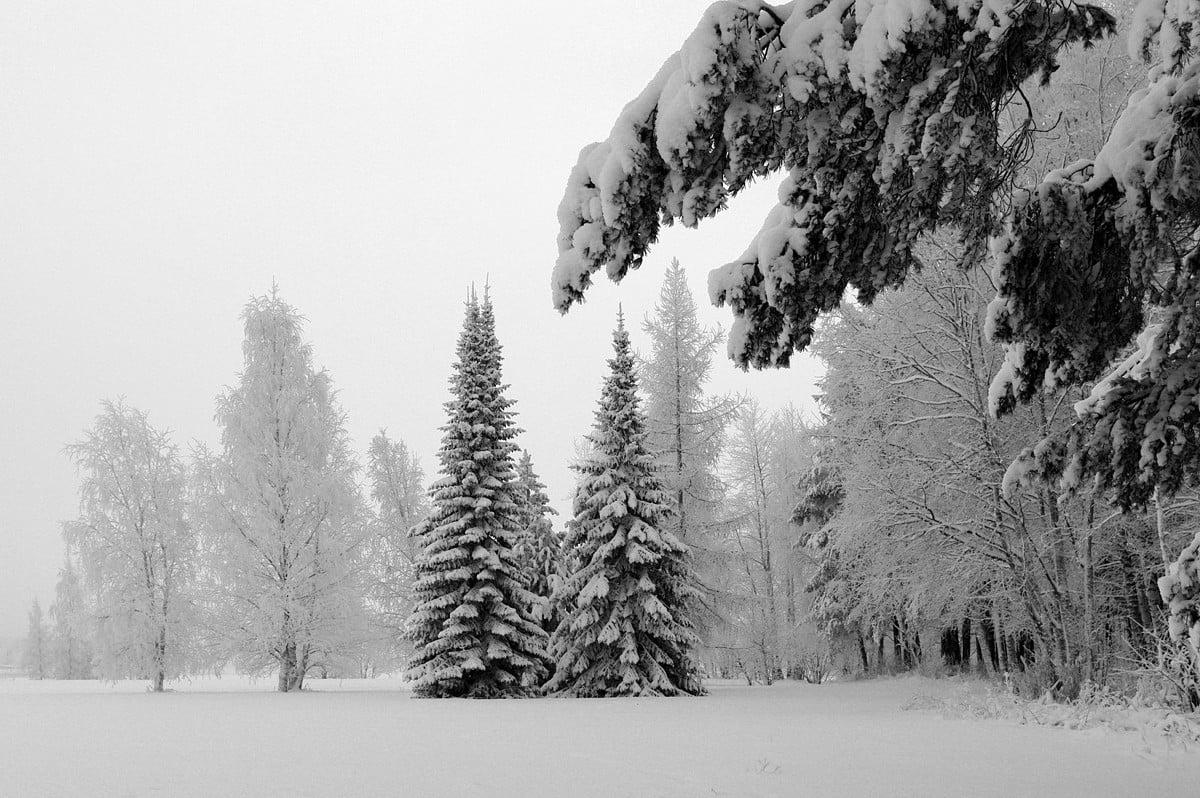 1200x798 Phone Snow, Winter, Christmas Tree wallpaper. Download Best Free wallpaper