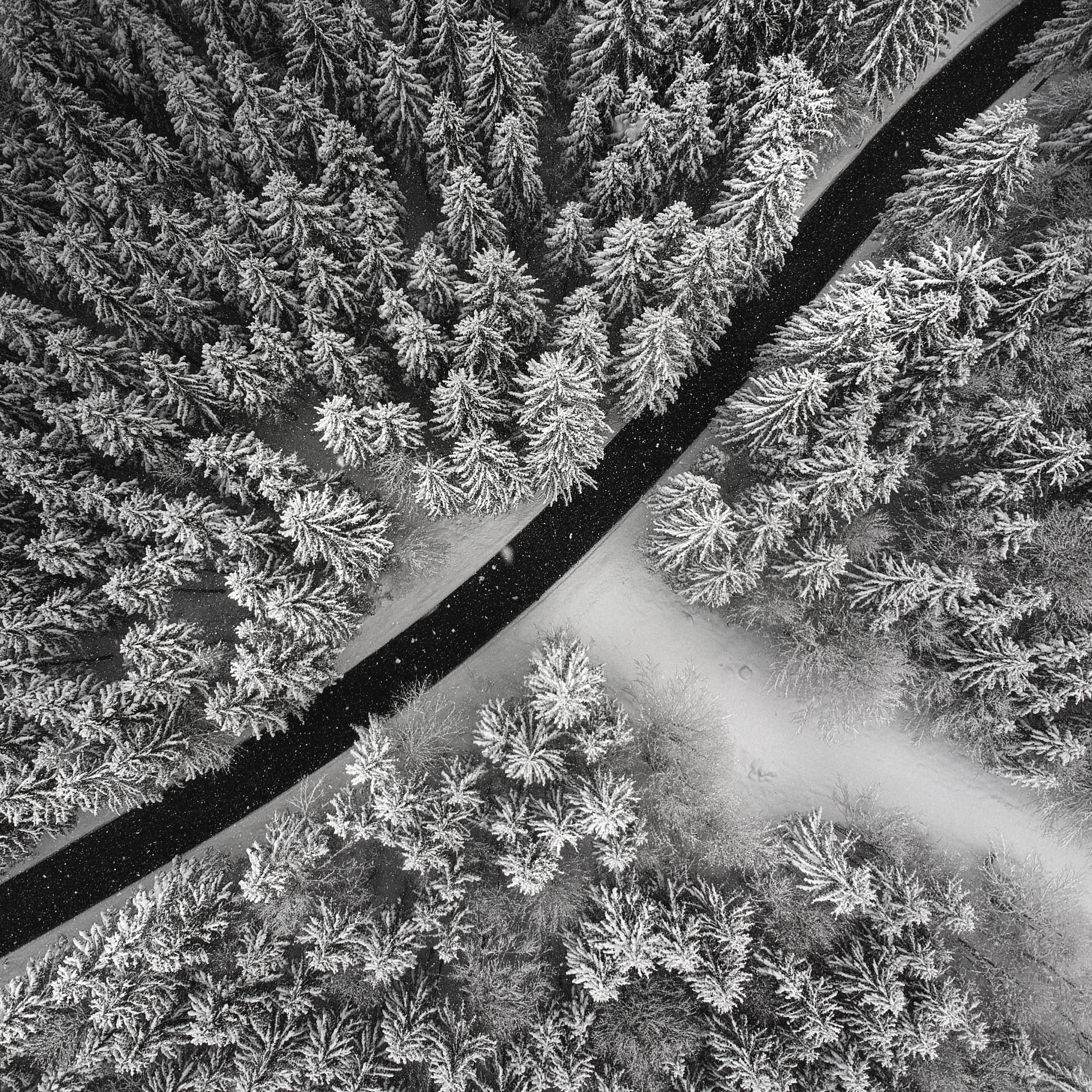 2248x2248 Download White, snow layer, winter, pine tree, aerial view wallpaper, 2248x iPad Air, iPad Air iPad iPad iPad mini iPad mini 3