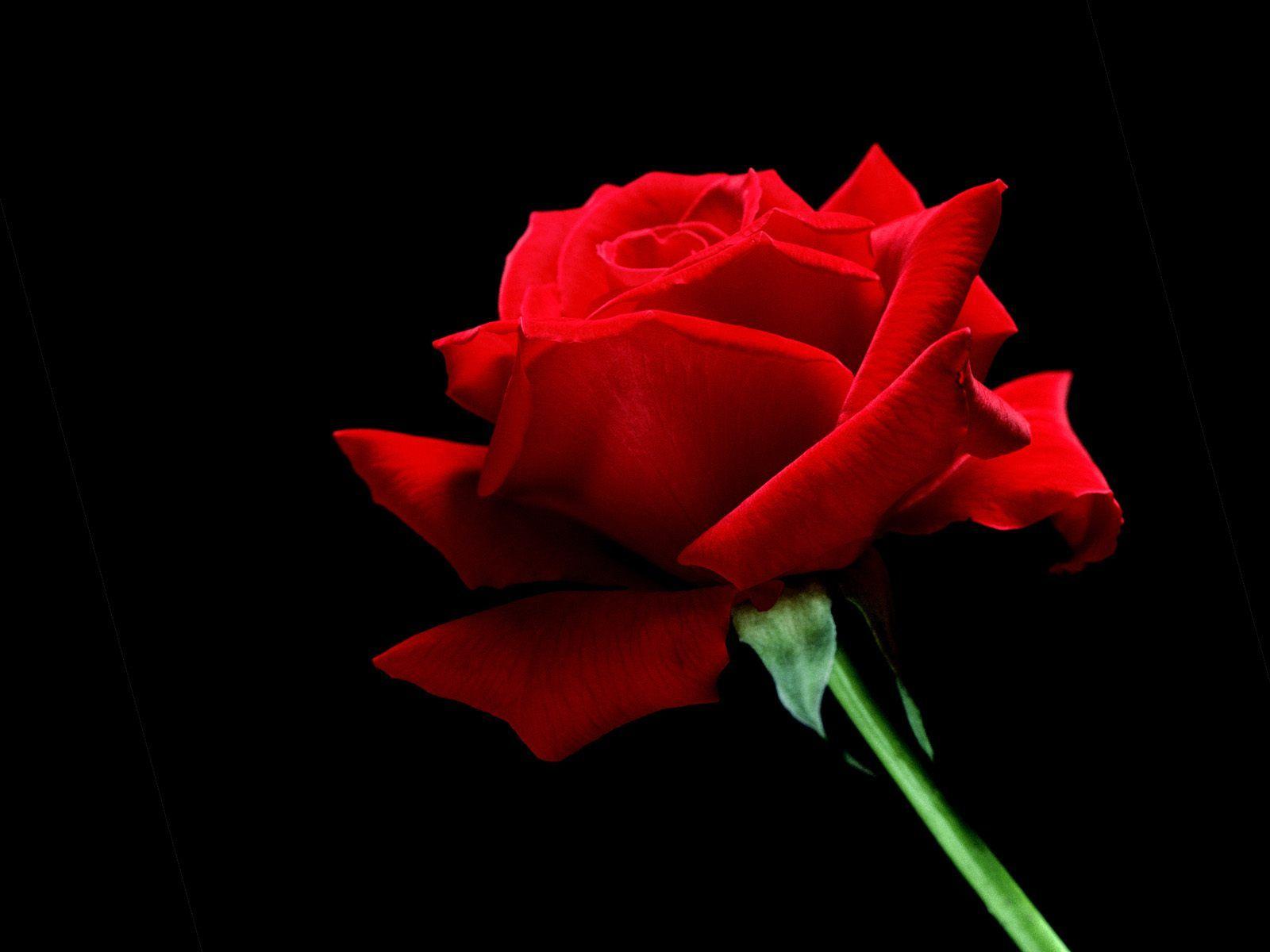 1600x1200 Single Red Rose Wallpaper