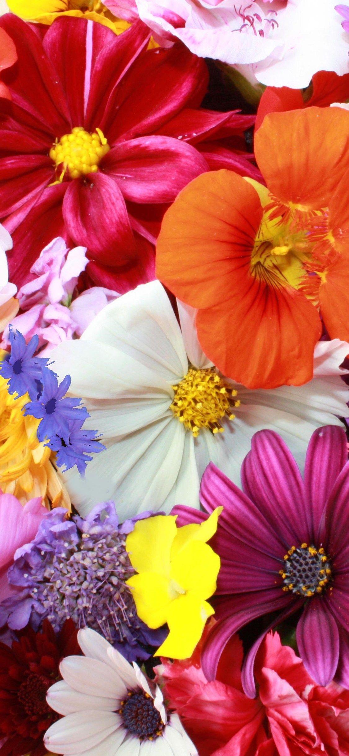 Colorful Flowers iPhone Wallpapers - Top Free Colorful Flowers iPhone Backgrounds - WallpaperAccess