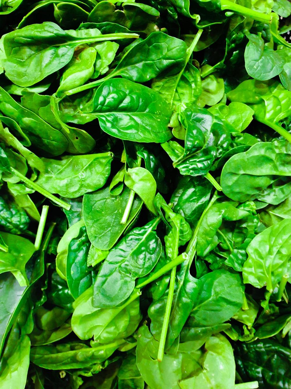 Spinach Wallpapers - Top Free Spinach Backgrounds - WallpaperAccess