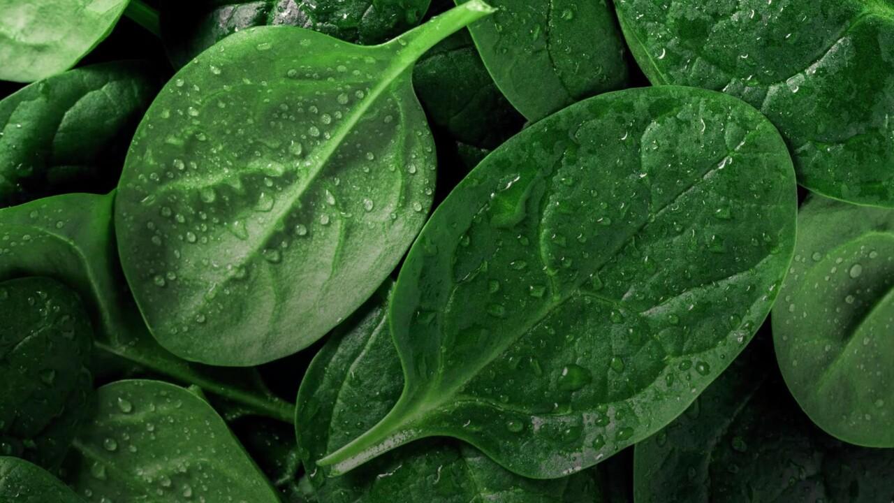 1280x720 Is Spinach Basically a Steroid? New Research Suggests It Might Be