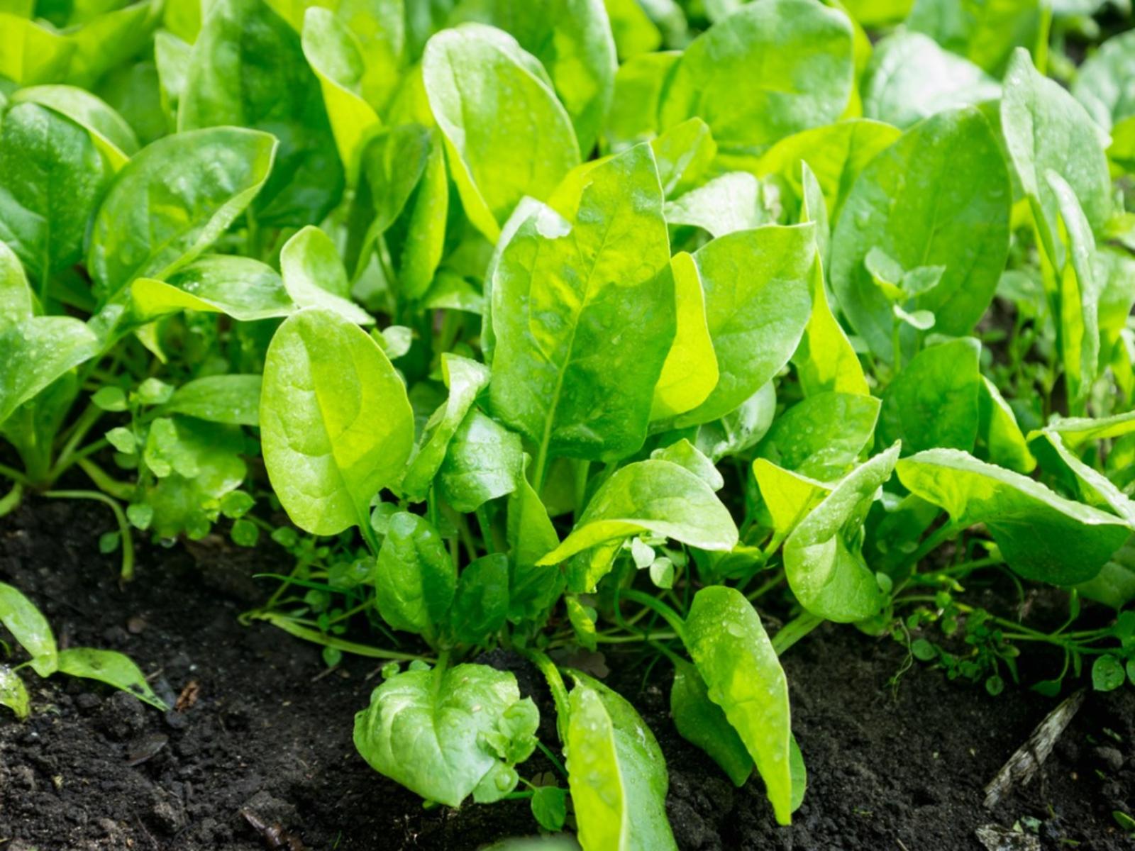 1600x1200 Issues With Spinach To Avoid Spinach Diseases And Pest Problems