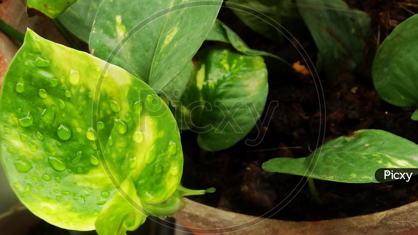 1600x900 Spinach
