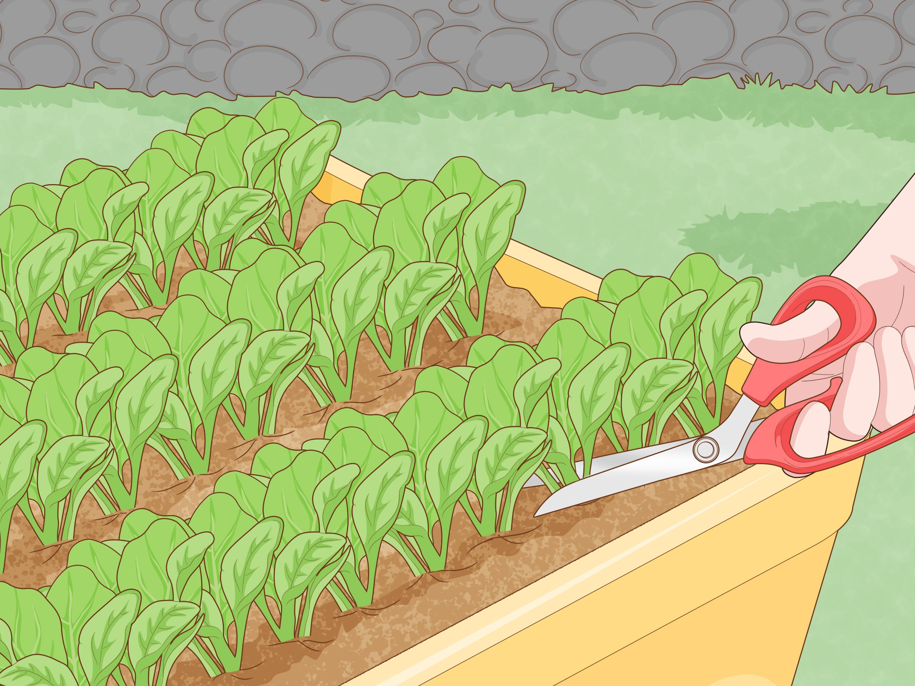 3200x2400 How to Grow Baby Spinach: 14 Steps (with Picture)