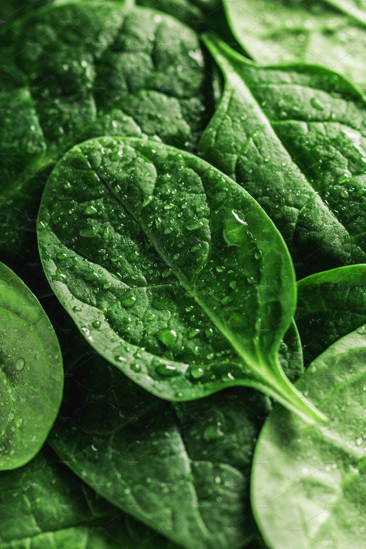 Spinach Wallpapers - Top Free Spinach Backgrounds - WallpaperAccess