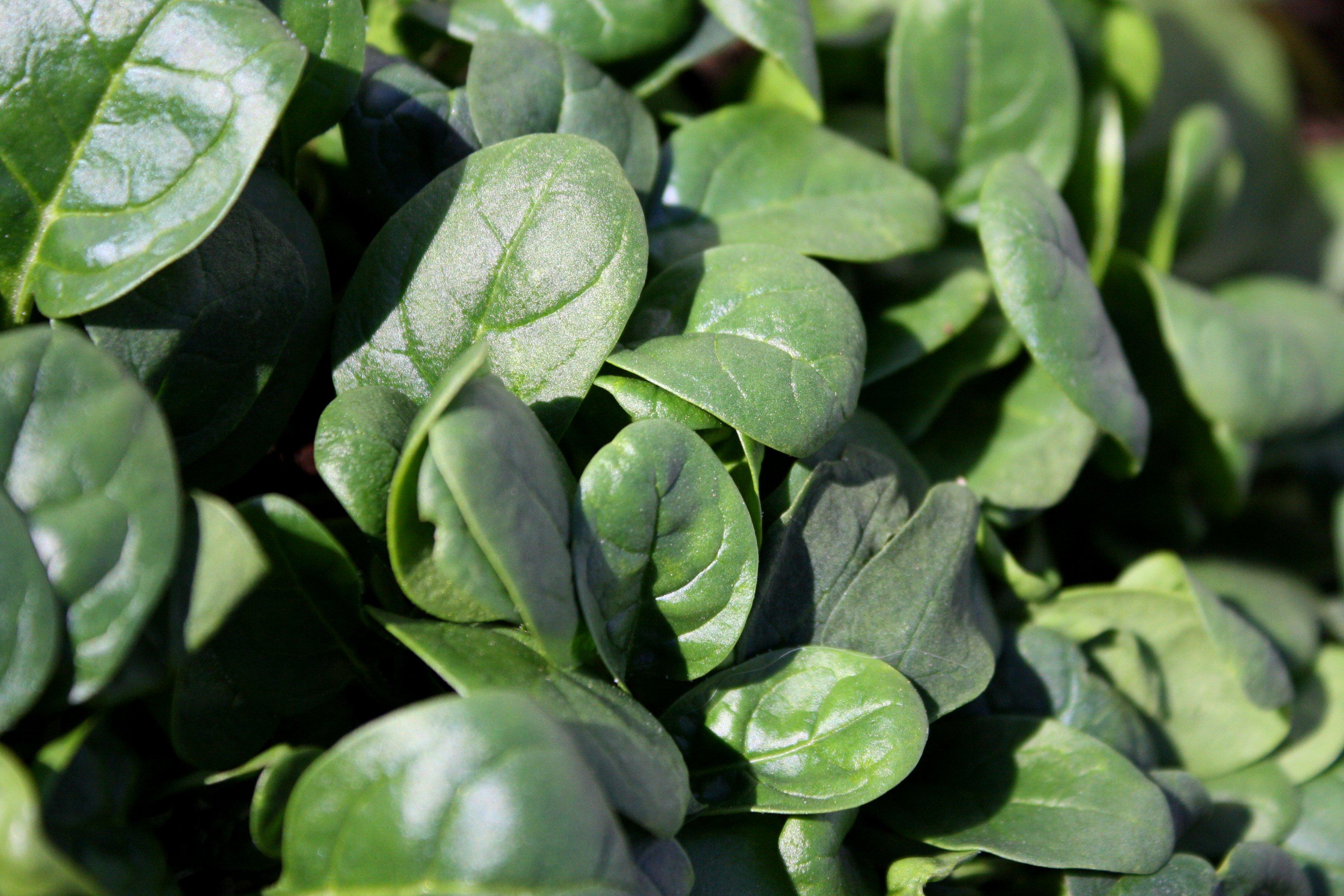 3600x2400 Baby Spinach Picture. Free Photograph. Photo Public Domain
