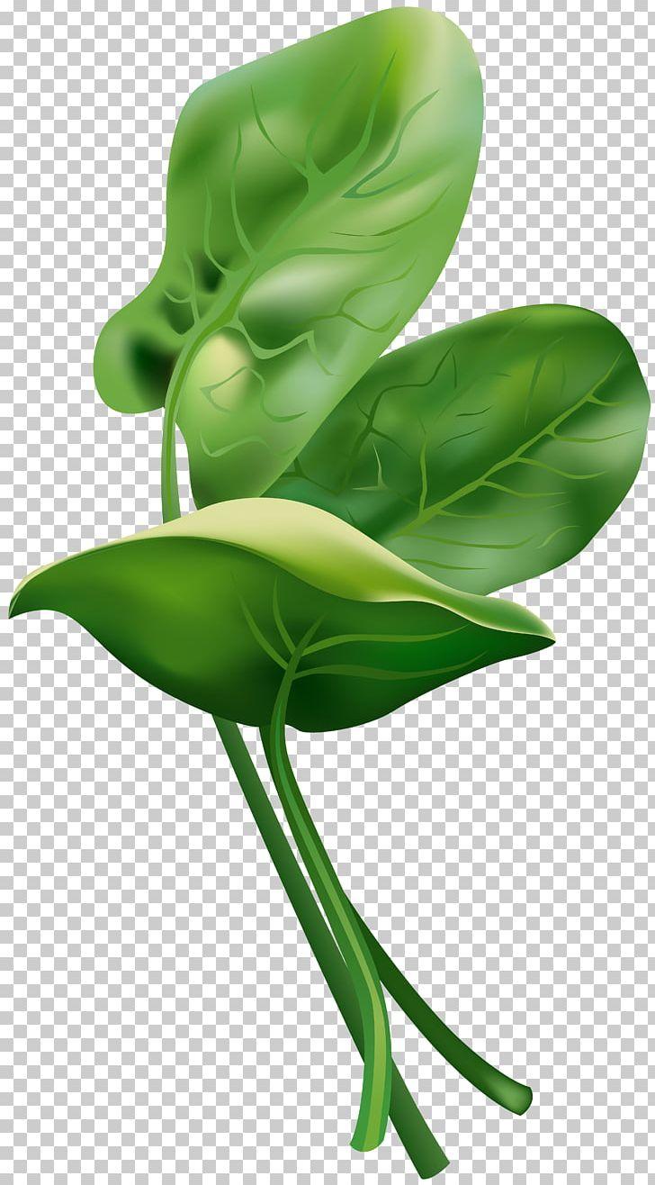 728x1316 Spinach PNG, Clipart, Desktop Wallpaper, Download, Flower, Green, Kaz Free PNG Download
