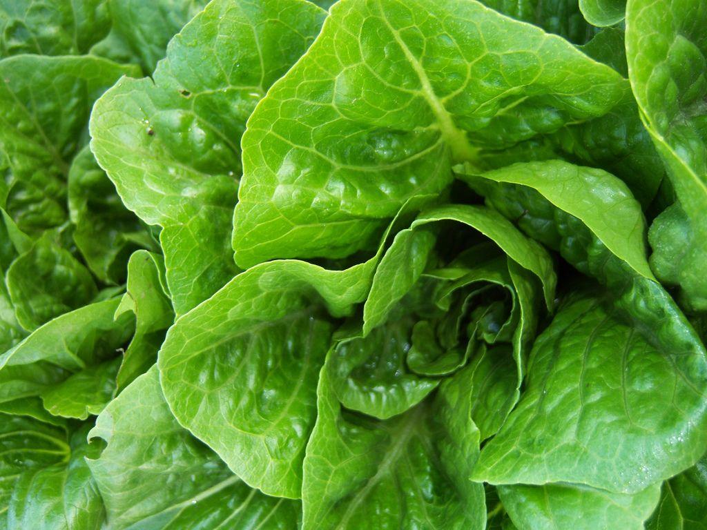 1024x768 Romaine Lettuce Wallpaper