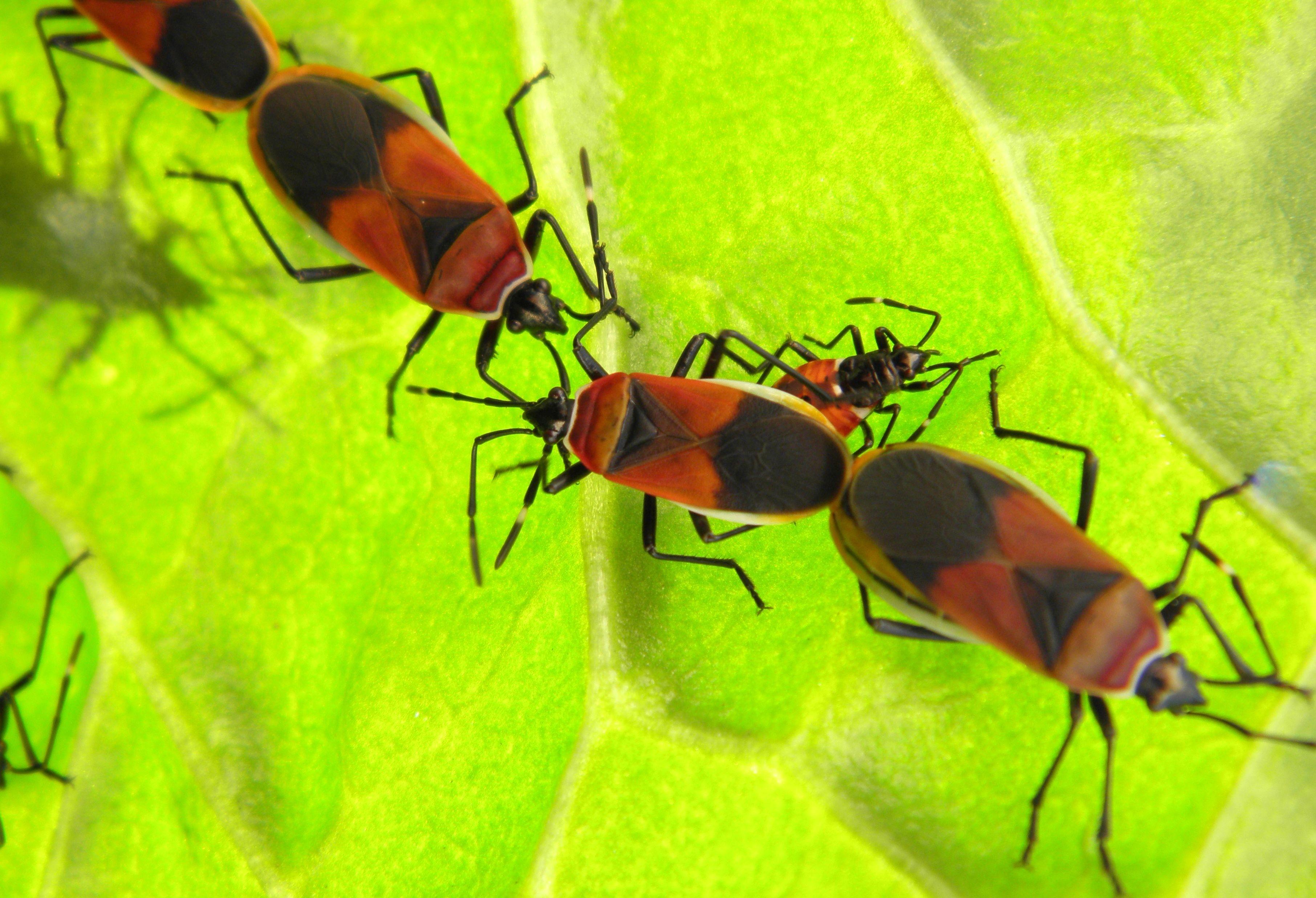 3624x2474 insects bugs spinach 3624x2474 wallpaper