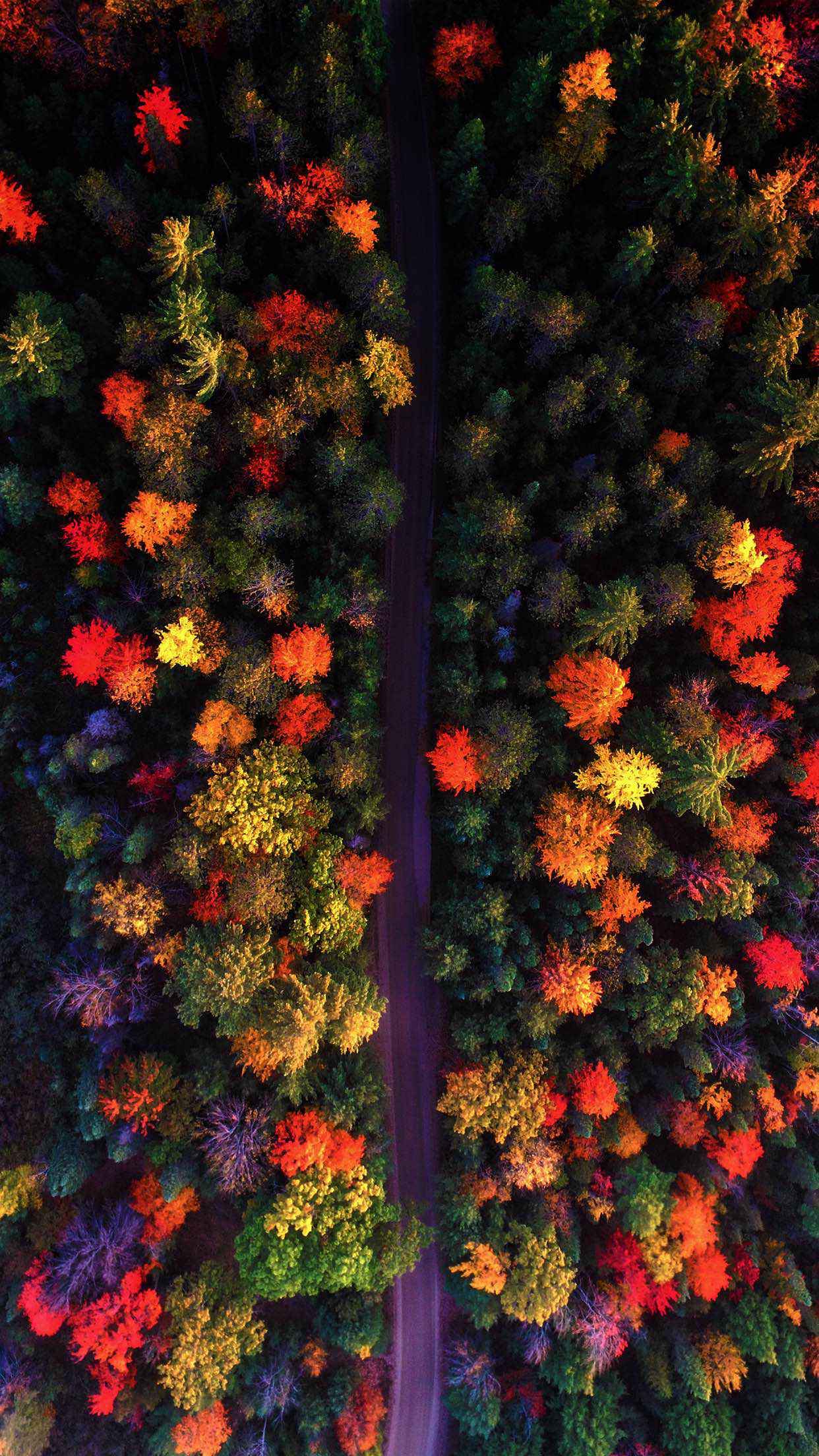 1242x2208 Beautiful iPhone X Wallpaper Featuring Leaves And Plants Ep. 5