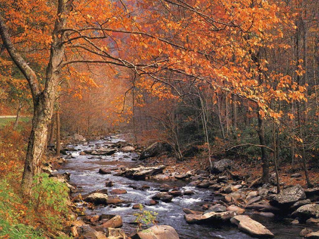 1024x768 Wonderful Mountain Stream Landscape forest Autumn Frost Mountains