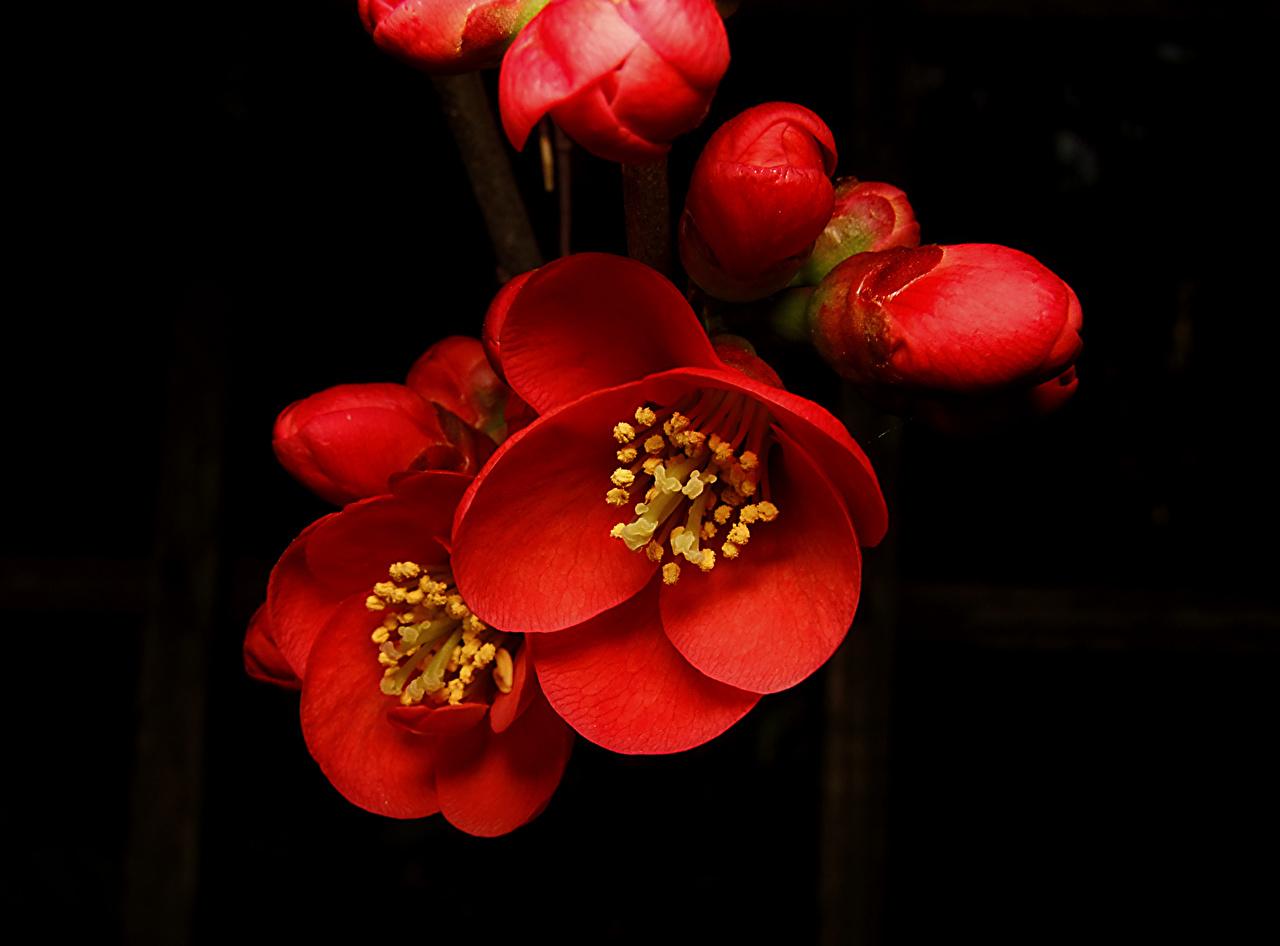 1280x946 Picture Cherry blossom Red Flowers Closeup Black background