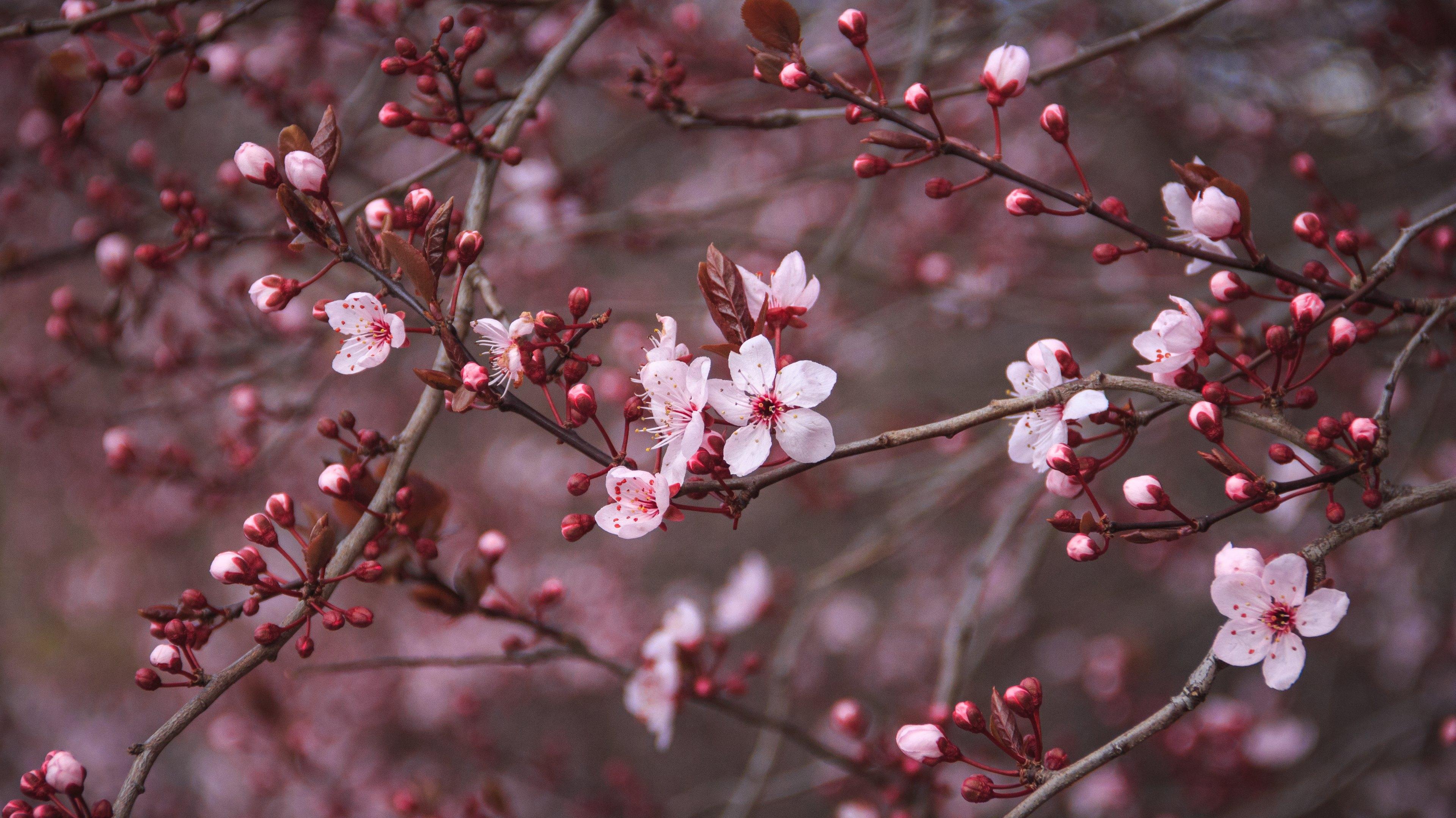 3840x2160 Dark Cherry Blossom Wallpaper, HD Dark Cherry Blossom Background on WallpaperBat