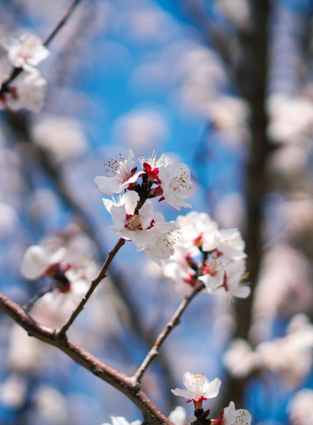 Red Cherry Blossom Wallpapers - Top Free Red Cherry Blossom Backgrounds