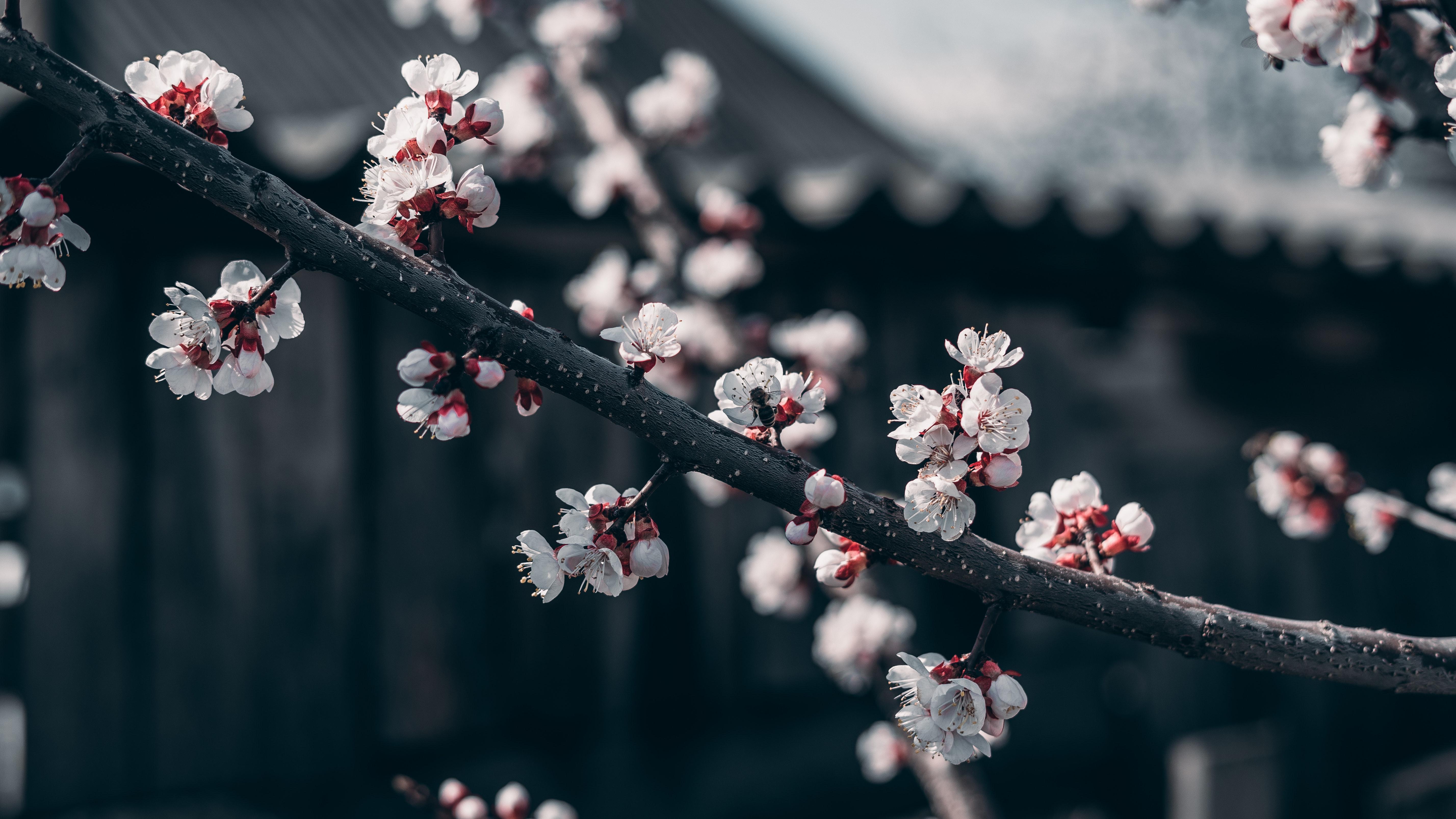 Red Cherry Blossom Wallpapers - Top Free Red Cherry Blossom Backgrounds