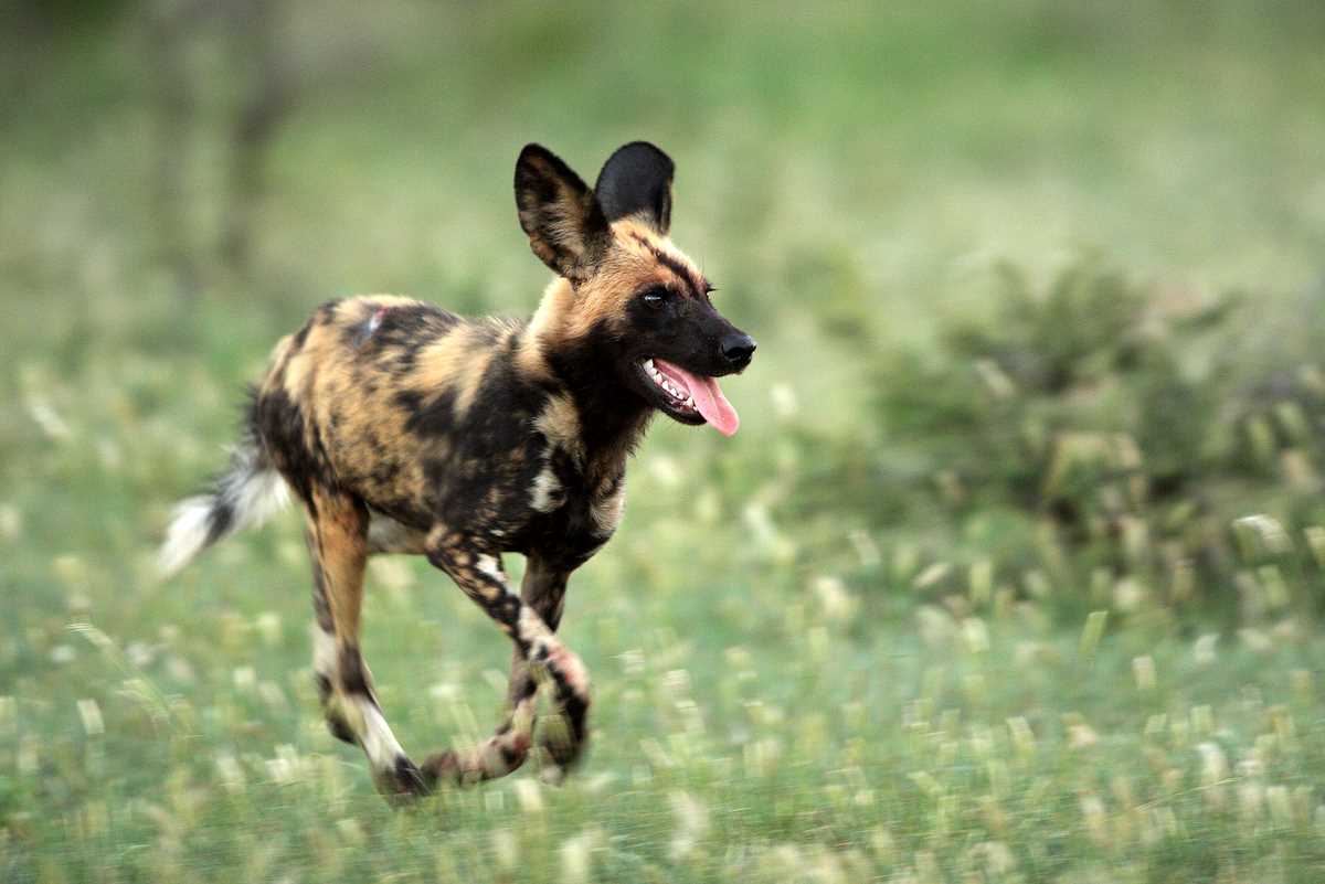 1200x801 Free download African Wild Dog Picture Diet Breeding Life Cycle [1200x801] for your Desktop, Mobile & Tablet. Explore Wild Dog Wallpaper. Wild Dog Wallpaper, Wild Wallpaper, Wild Wild West Wallpaper