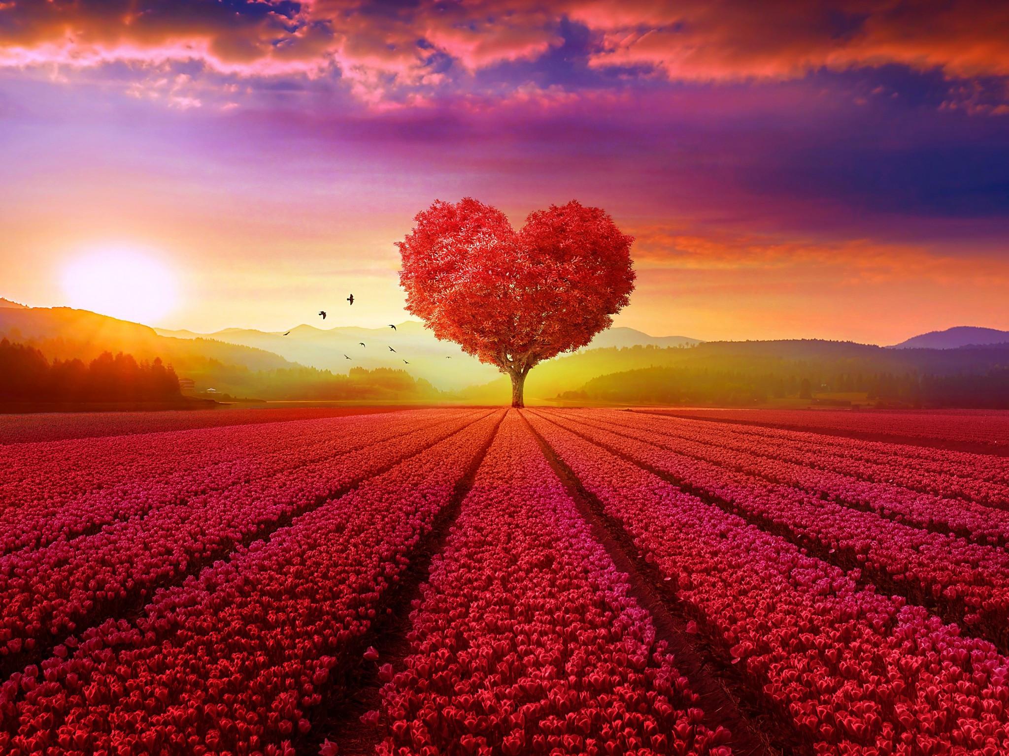 2048x1536 Download 2048x1536 Heart Shaped Tree, Field, Sunset, Scenic Wallpaper for Ainol Novo 9 Spark