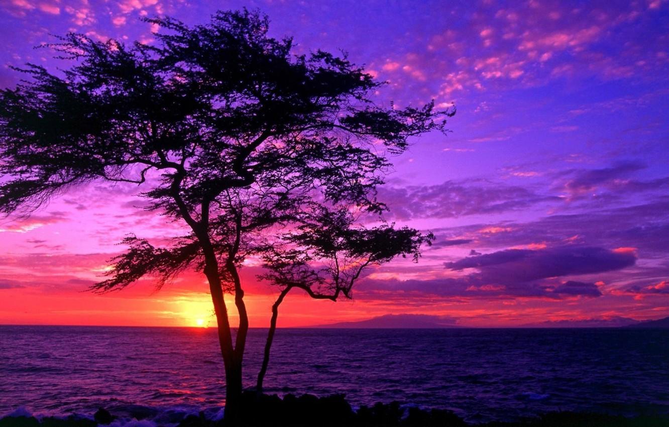 1332x850 Photo Wallpaper Sea, Sunset, Tree, Beautiful Scenery Sunrise And Sunset