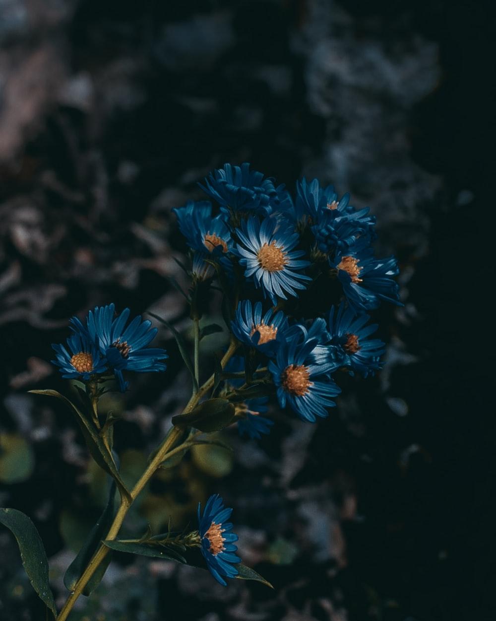 Blue Flower Phone Wallpapers - Top Free Blue Flower Phone Backgrounds -  WallpaperAccess
