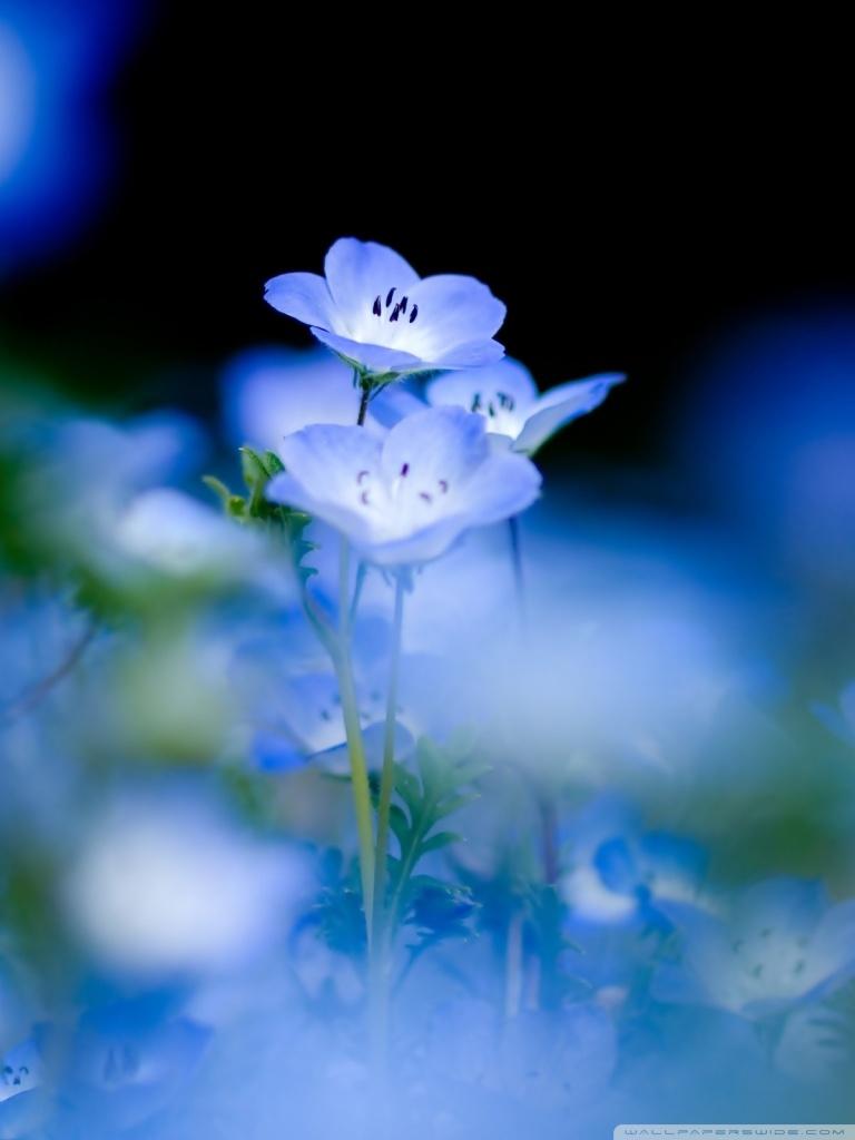768x1024 Blue Flowers Macro Ultra HD Desktop Background Wallpaper for 4K UHD TV : Multi Display, Dual Monitor : Tablet