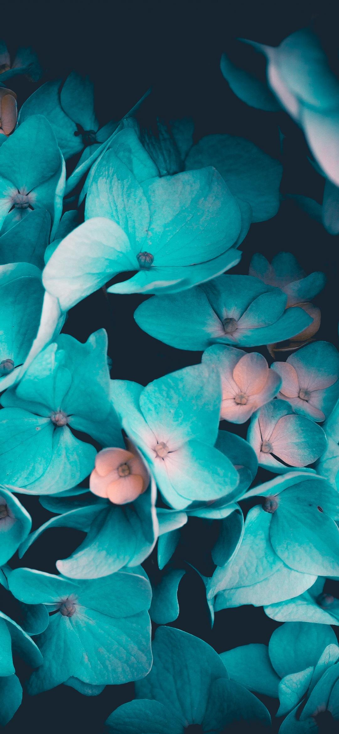 1080x2340 Blue flowers Wallpaper 4K, Petals, Teal, Black background, 5K, Flowers
