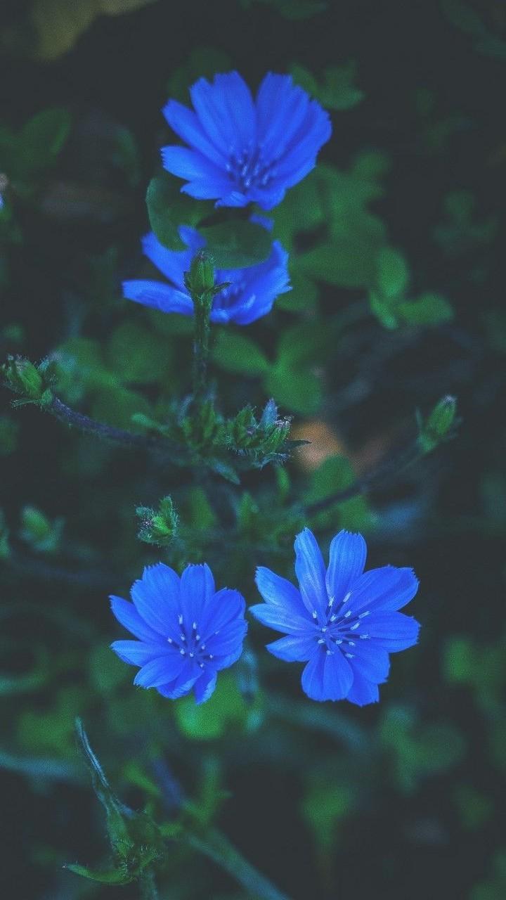 720x1280 Blue Flowers Mobile HD Wallpaper 720X1280
