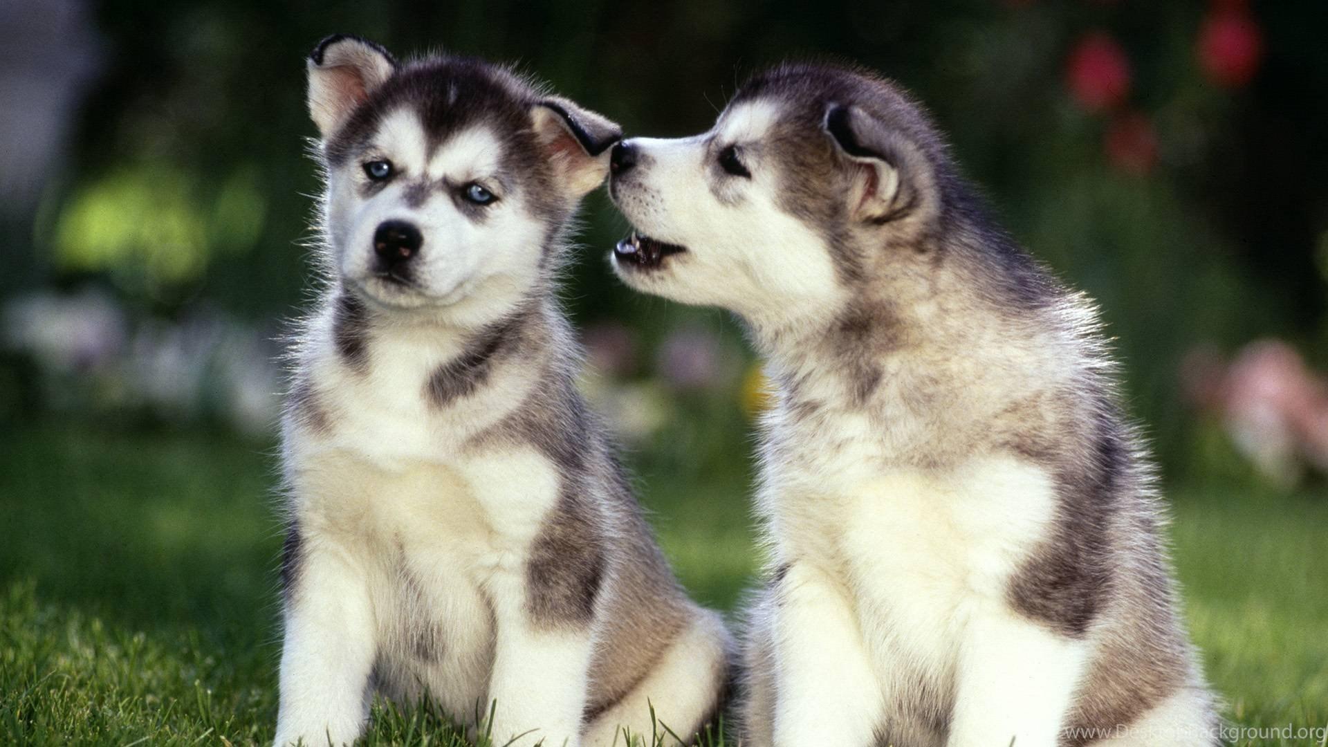 1920x1080 Cute Dogs And Puppies Wallpaper For Mobile Wallpaper Husky HD Wallpaper