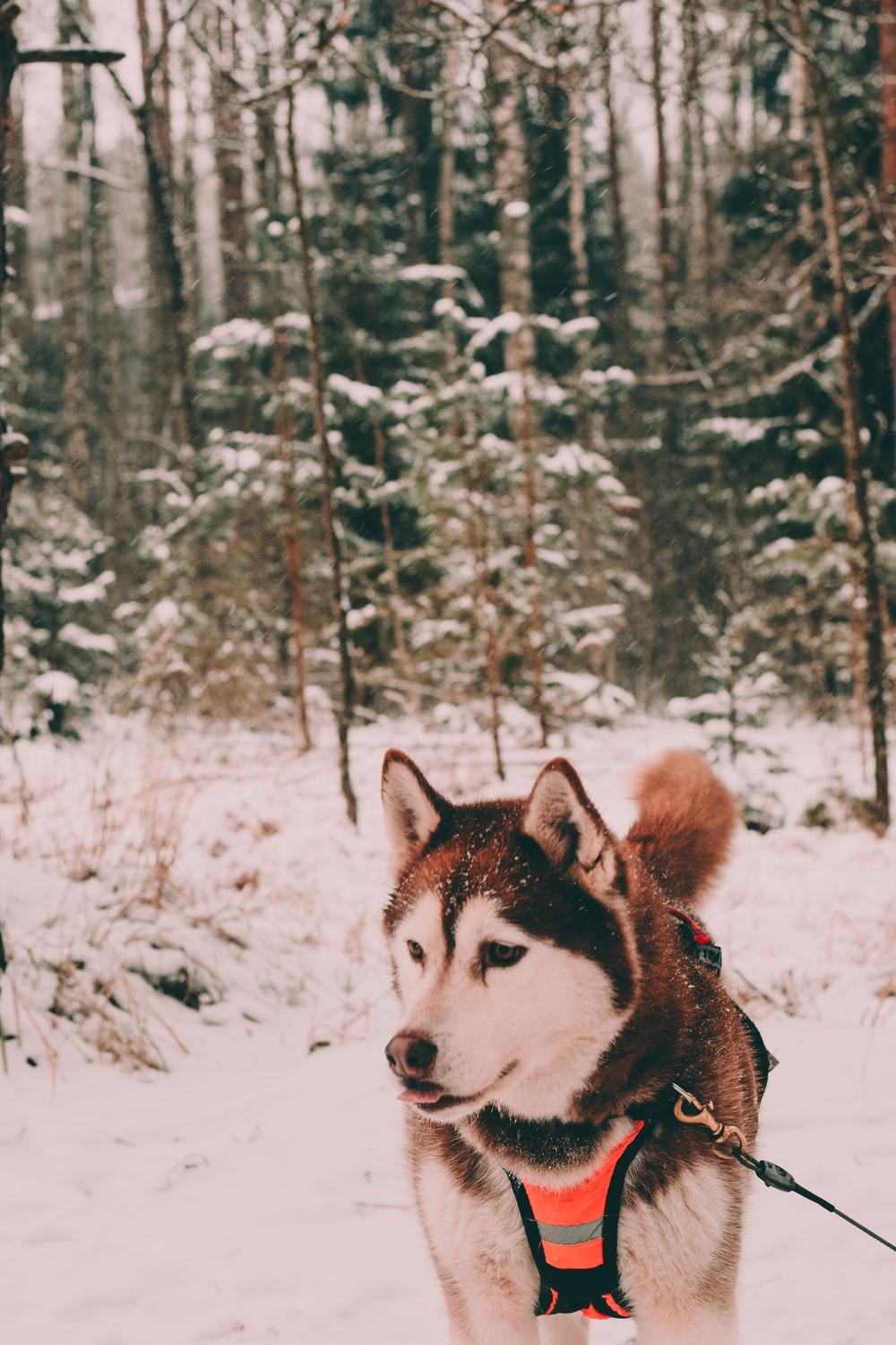 1000x1500 husky with black and orange harness on snow field photo