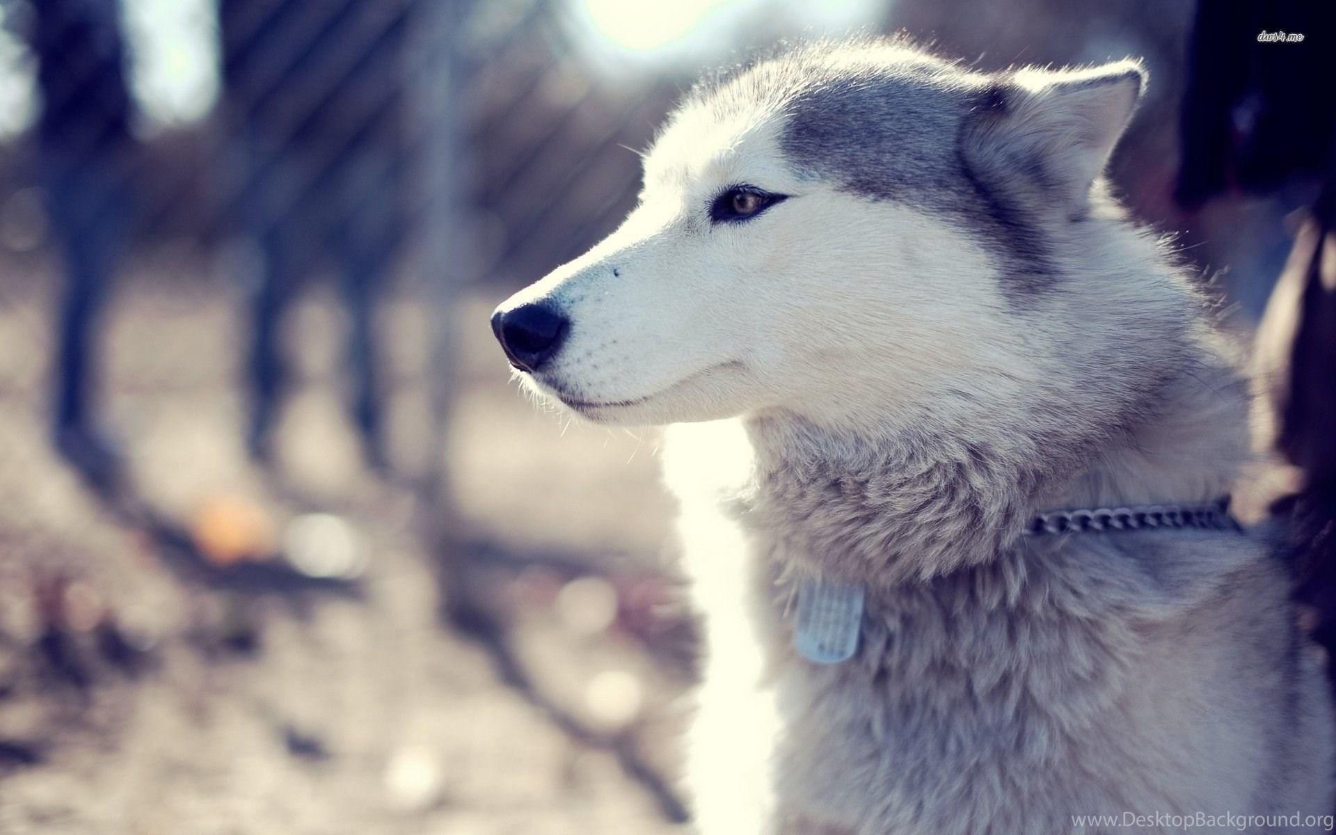 1920x1200 Husky Wallpaper Desktop Background