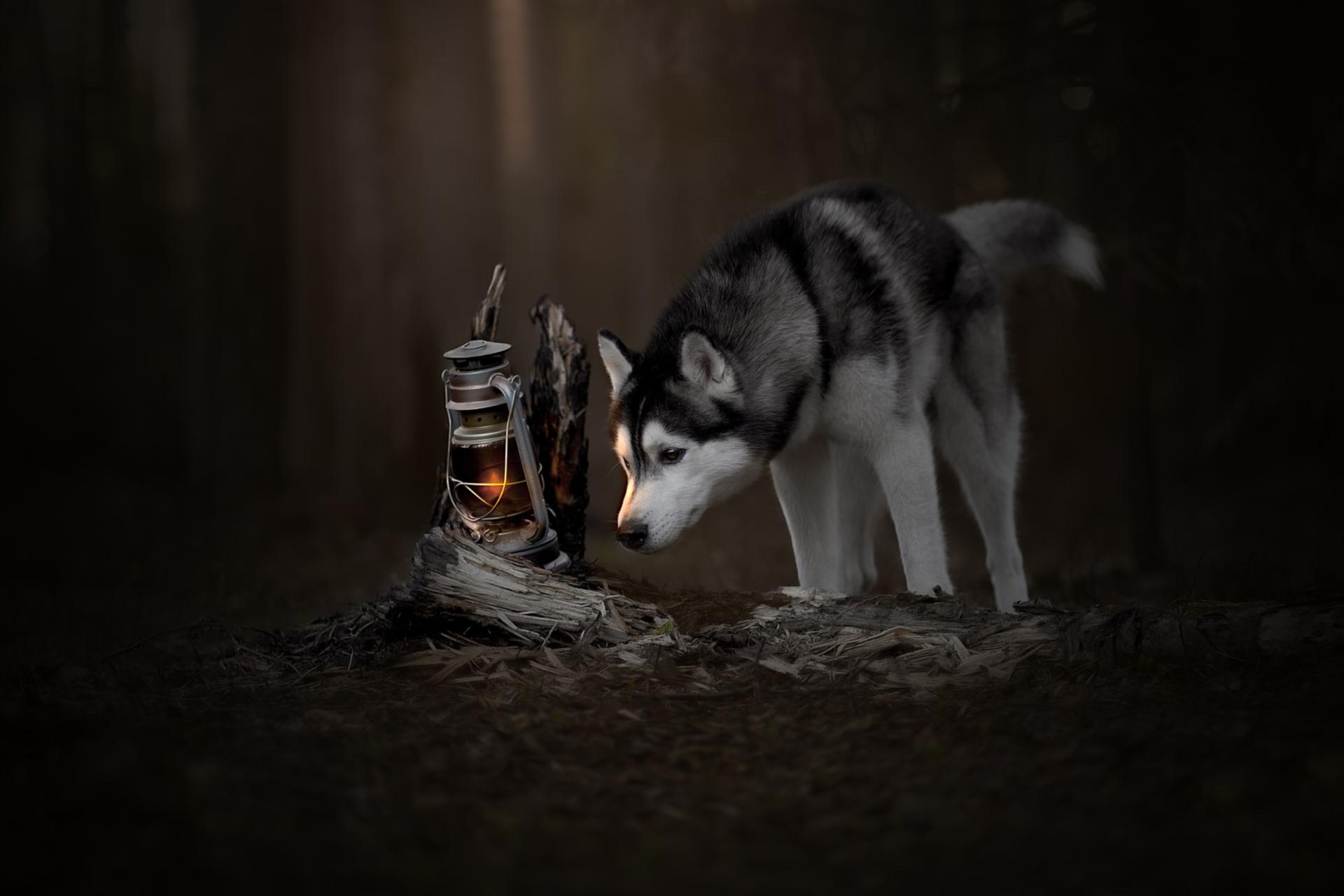 1920x1280 Lantern, Baby Animal, Dog, Puppy, Pet, Husky wallpaper