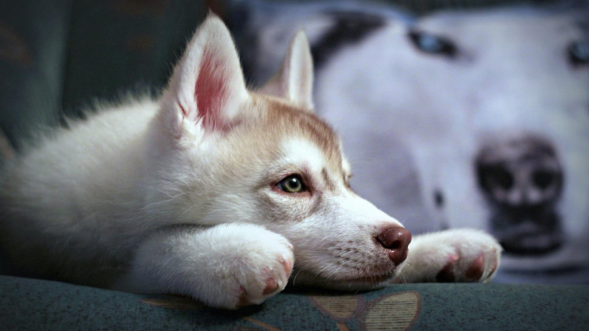 1920x1080 Cute Husky Puppy dog wallpaper