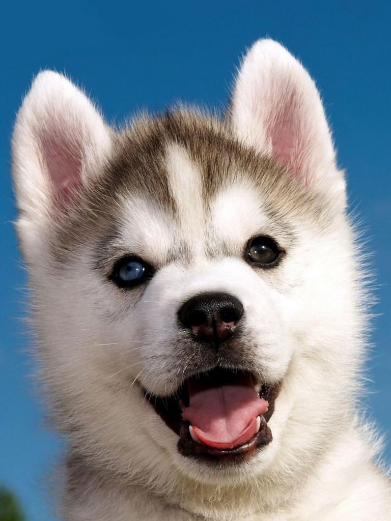 768x1024 Free download Cute Siberian Husky Puppy iPhone 6 Wallpaper HD Animal Wallpaper [1080x1920] for your Desktop, Mobile & Tablet. Explore Siberian Husky Wallpaper. Siberian Husky Wallpaper, Siberian Husky Wallpaper