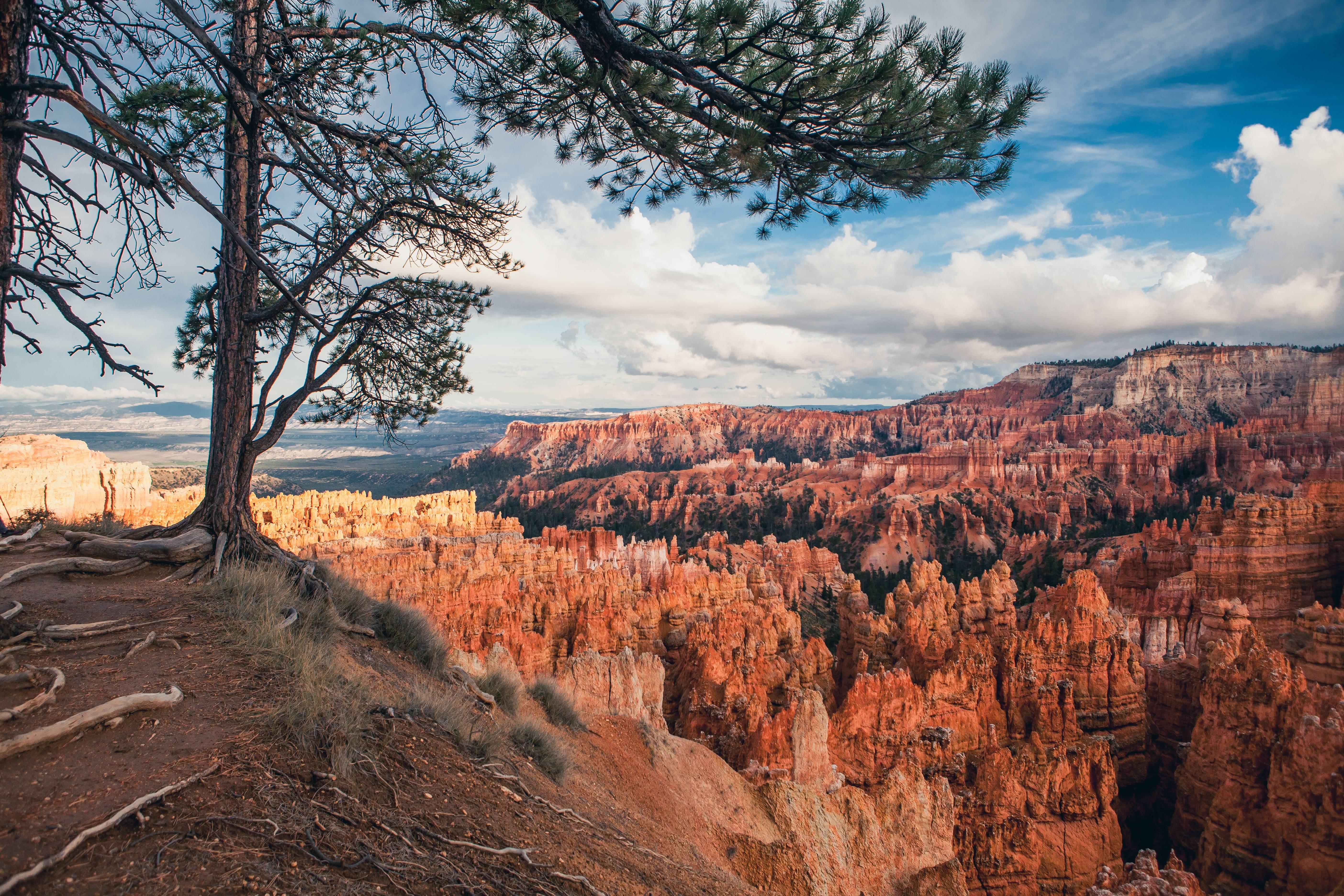 5616x3744 Tree Overlooking the Hoodoos at Bryce Canyon National Park 4K wallpaper