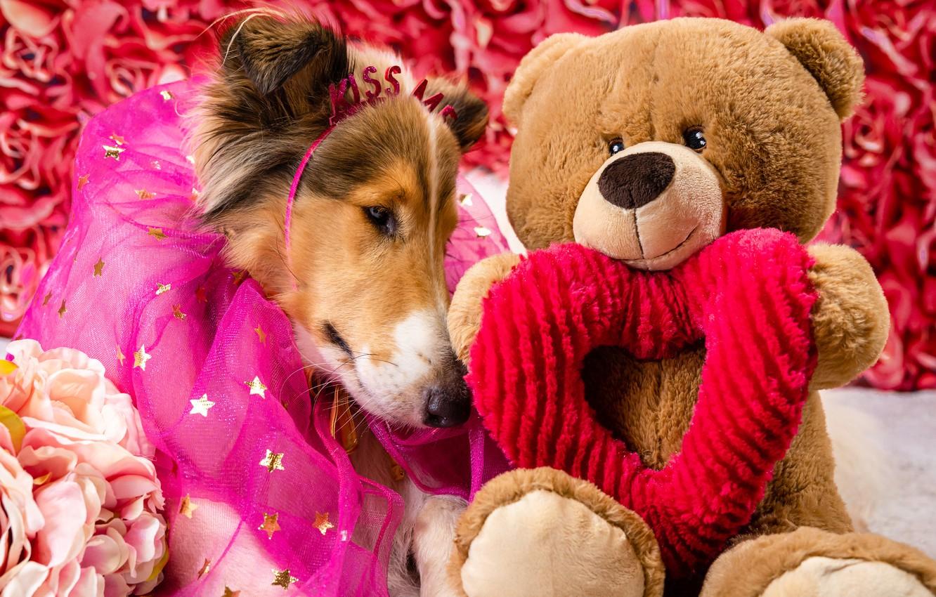 1332x850 Wallpaper look, face, pose, toy, heart, roses, dog, bouquet, bear, bear, costume, image, stars, photohoot, collie, model image for desktop, section собаки