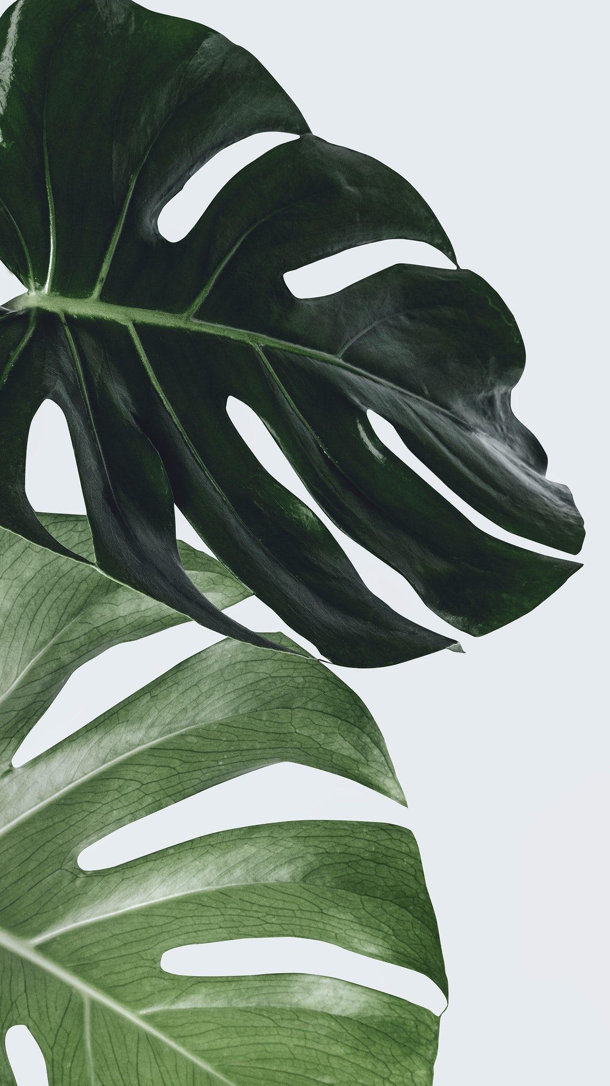 1200x2134 Monstera plant leaf wall art. free image / Jira. Leaf wall art, iPhone wallpaper plants, Monstera plant