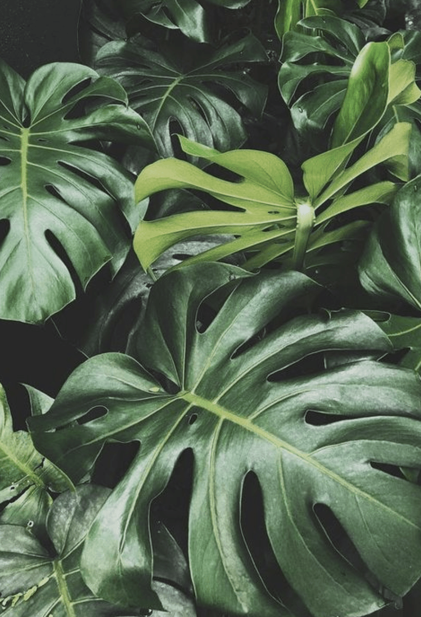 846x1238 monstera plant decoration for outdoor. iphone wallpaper background aesthetic. Leaf photography, Plant aesthetic, Plant photography