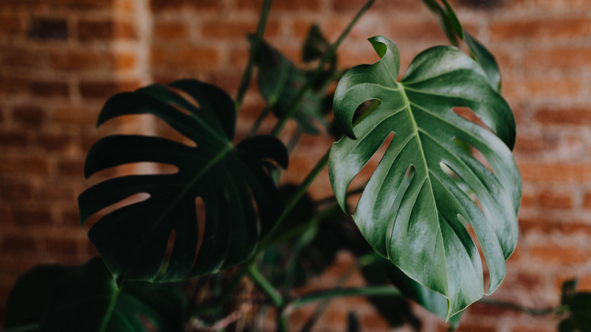 1920x1080 Green leaves of Monstera plant growing at home wallpaper, interior, leaf • Wallpaper For You HD Wallpaper For Desktop & Mobile