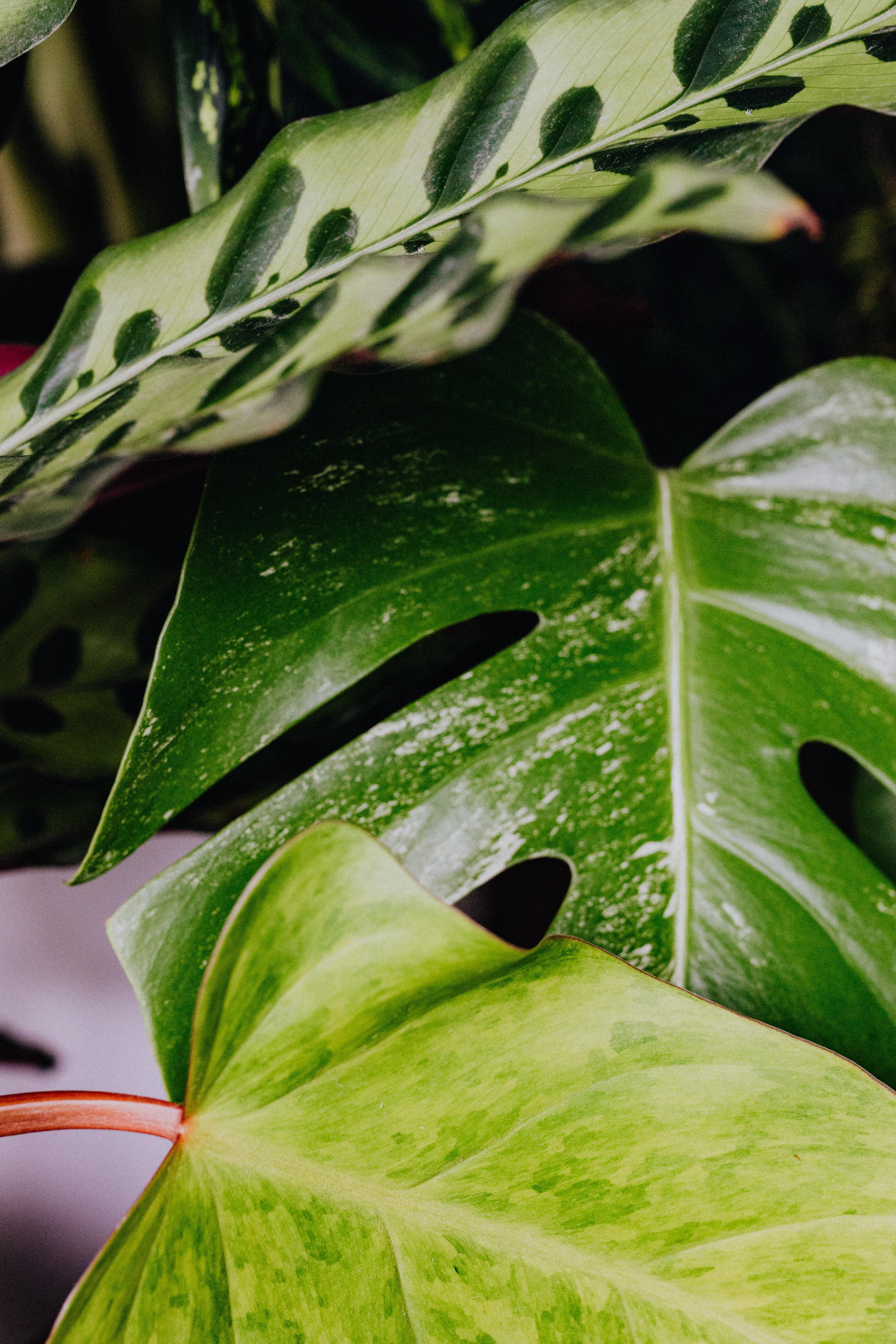 3923x5884 Close Up Photo Of Monstera Plant · Free