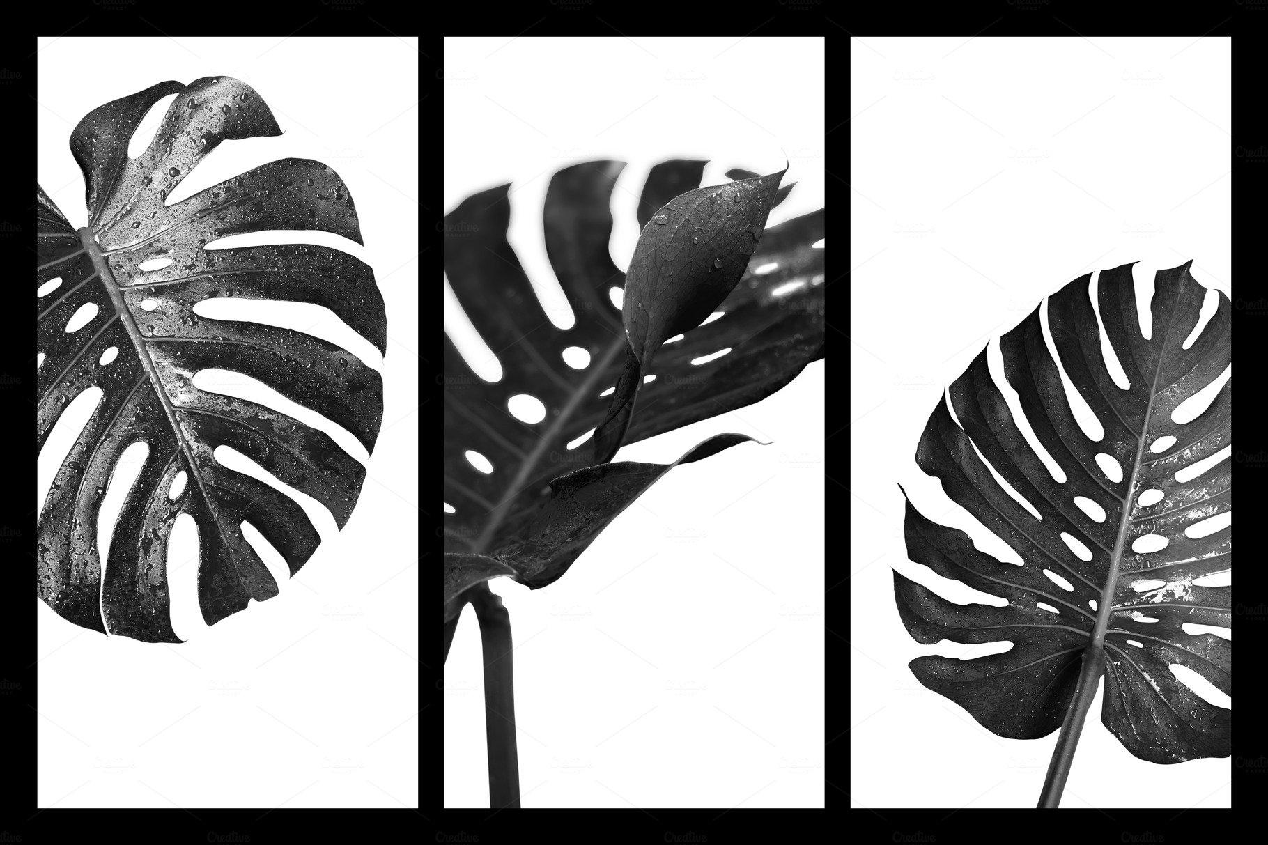 1820x1213 Monstera Deliciosa Containing Wallpaper And Art. High Quality Nature Creative Market