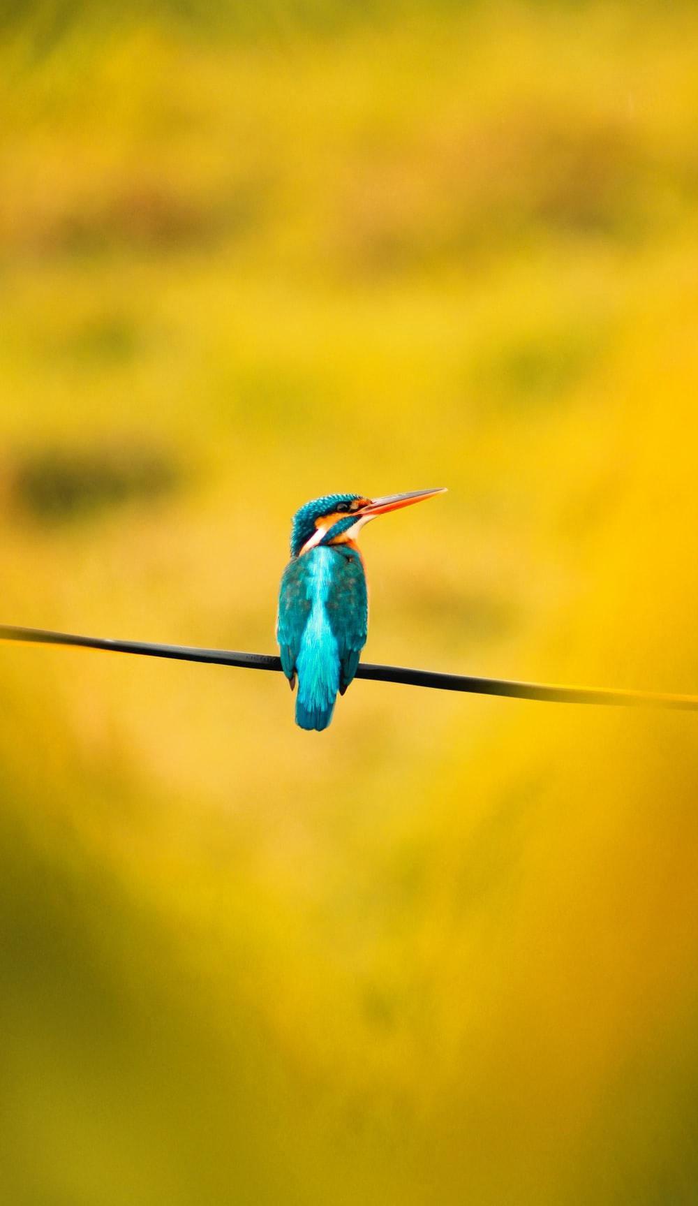 1000x1727 Bird Wallpaper: Free HD Download [HQ]