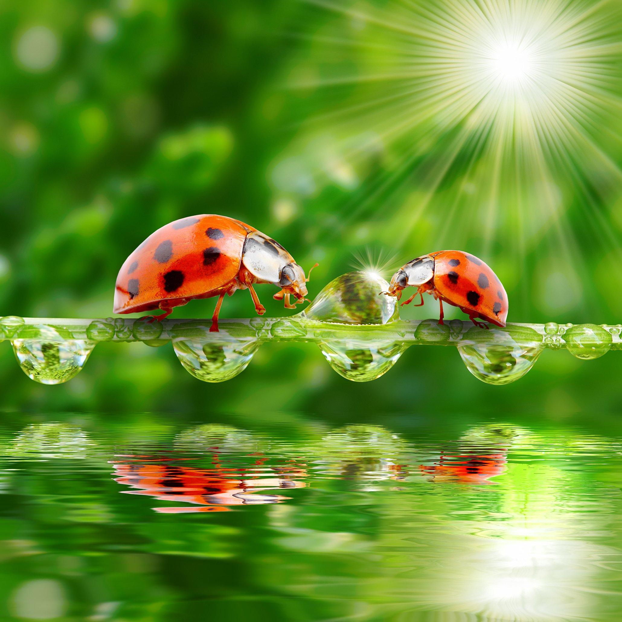2060x2060 Ladybugs Water Drops Two Rays of light Animals wallpaper wallpaperx2060