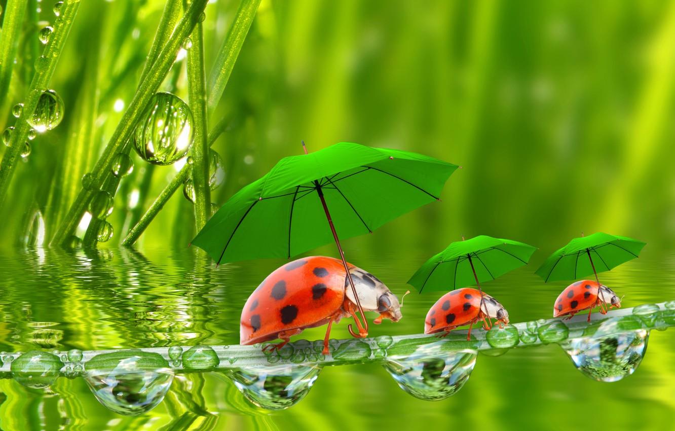 1332x850 Wallpaper water, droplets, umbrellas, ladybugs, a blade of grass, grass image for desktop, section животные