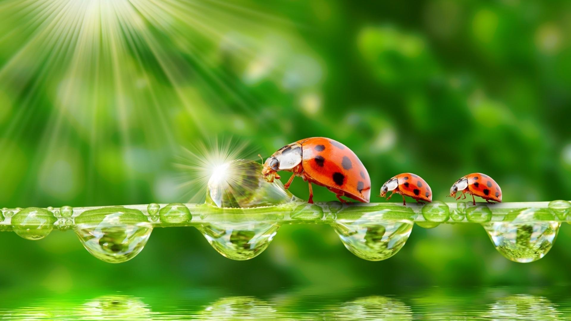 1920x1080 water drops insect ladybugs sparkles Wallpaper HD / Desktop and Mobile Background