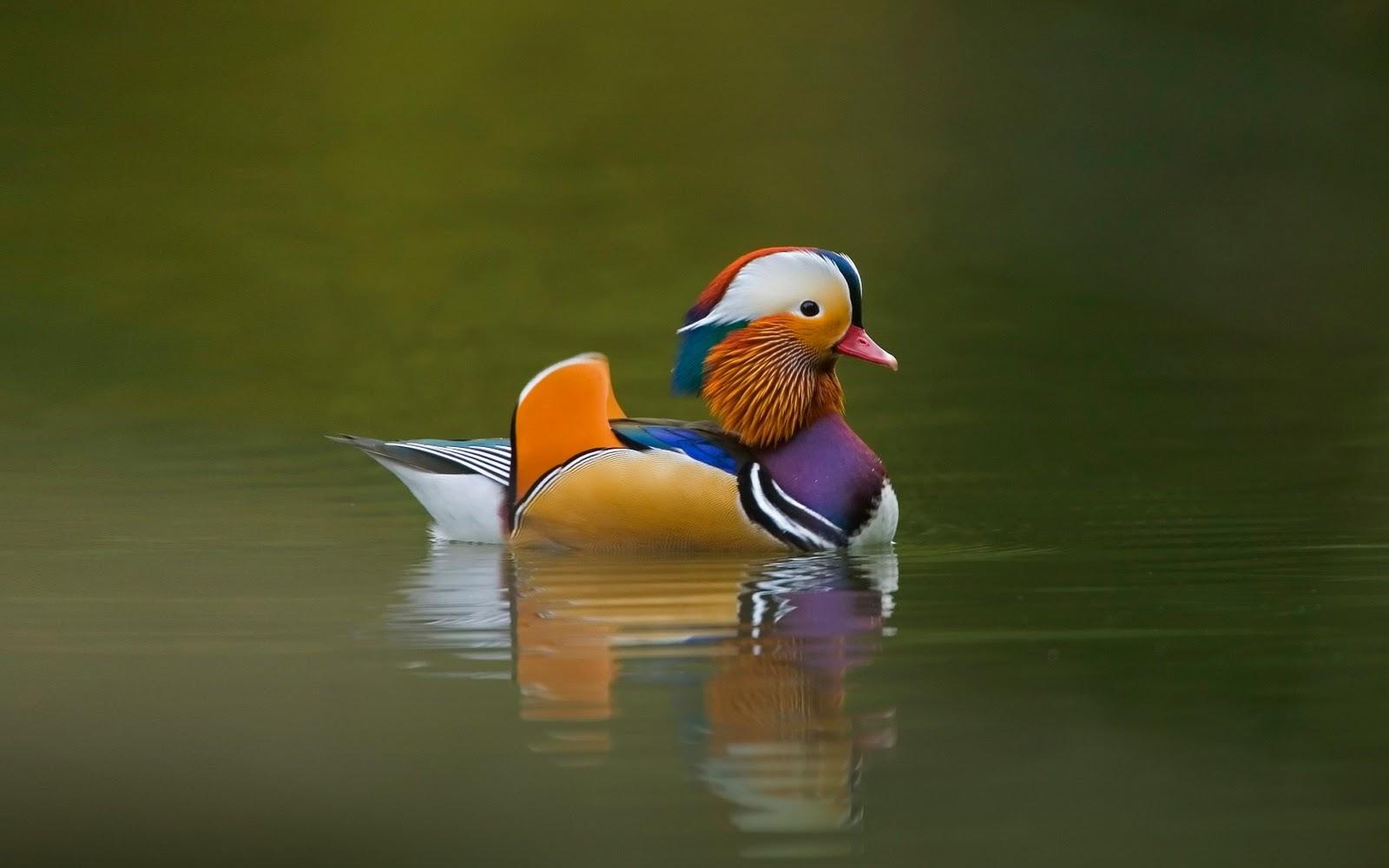 1600x1000 Free download SUJITH SPOT Colourful Birds HD Wallpaper [1600x1000] for your Desktop, Mobile & Tablet. Explore Bing Birds Wallpaper. Bing 4K Wallpaper Birds, Bing Free Animal Wallpaper, Bing Wallpaper of Animals