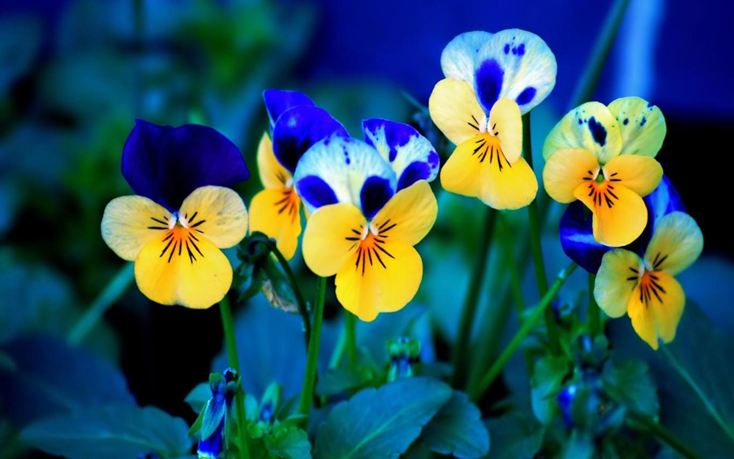 2560x1600 High Definition Wallpaper Laptop Wallpaper Desktop Gallery Pansies Beautiful Wallpaper :