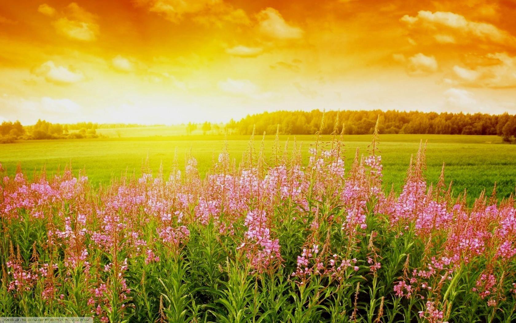 Bright Nature Wallpapers - Top Free Bright Nature Backgrounds ...