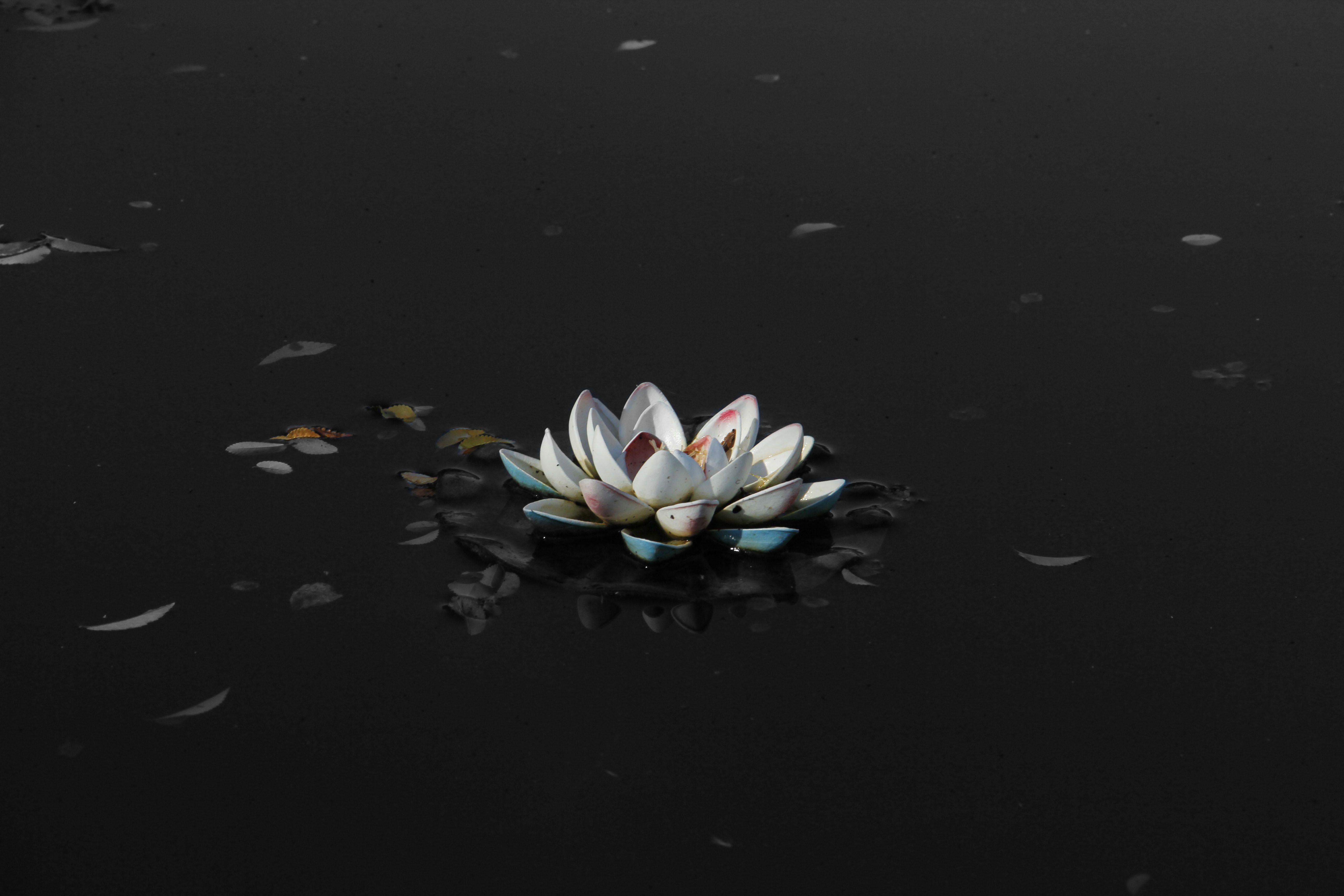 White Lotus Graphic Art Wallpapers - Top Free White Lotus Graphic Art Backgrounds - WallpaperAccess