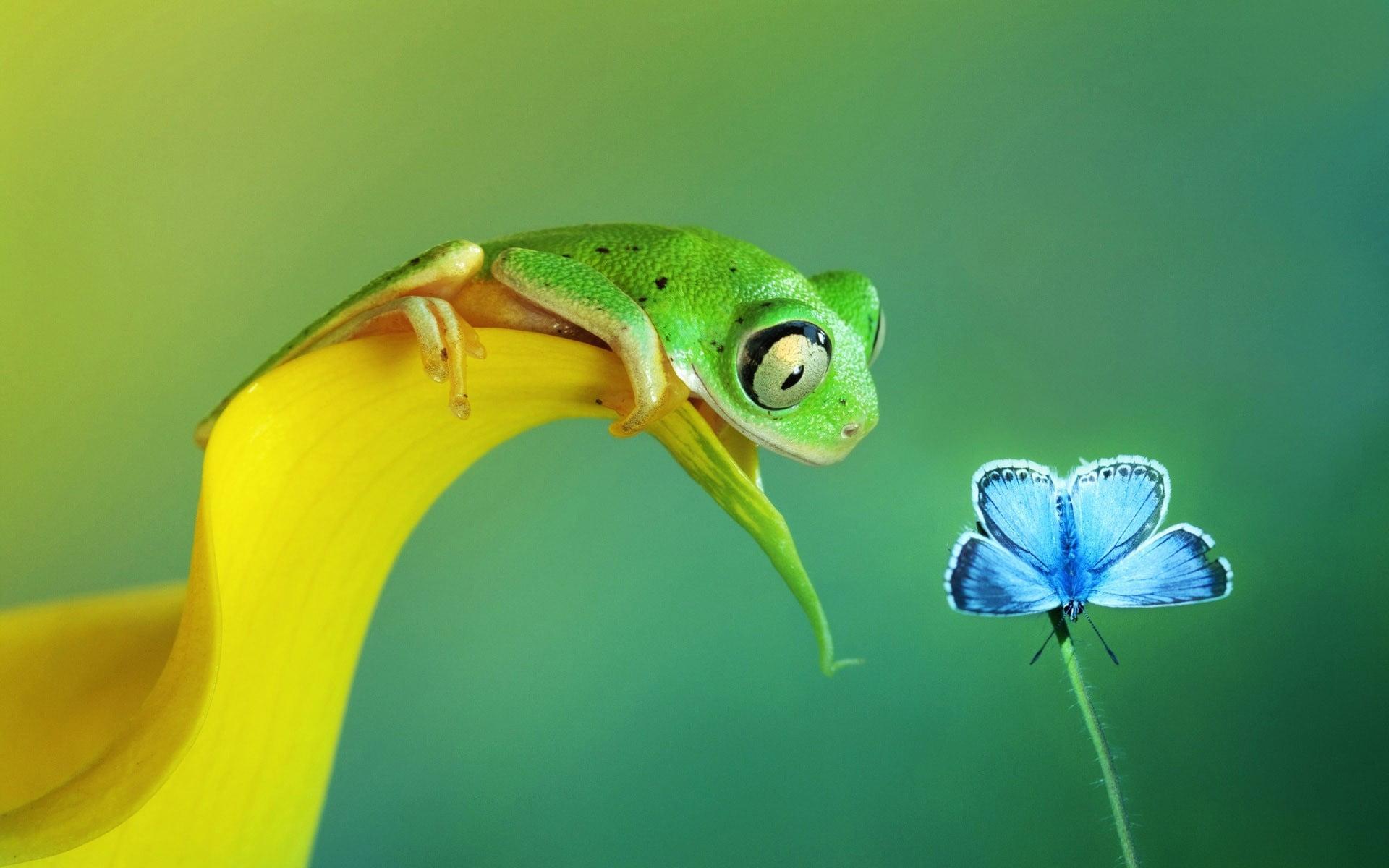 1920x1200 Wallpaper green frog beside common blue butterfly clip a, selective focus photography of green tree frog perched on yellow flower petal in front of common blue butterfly • Wallpaper For You HD