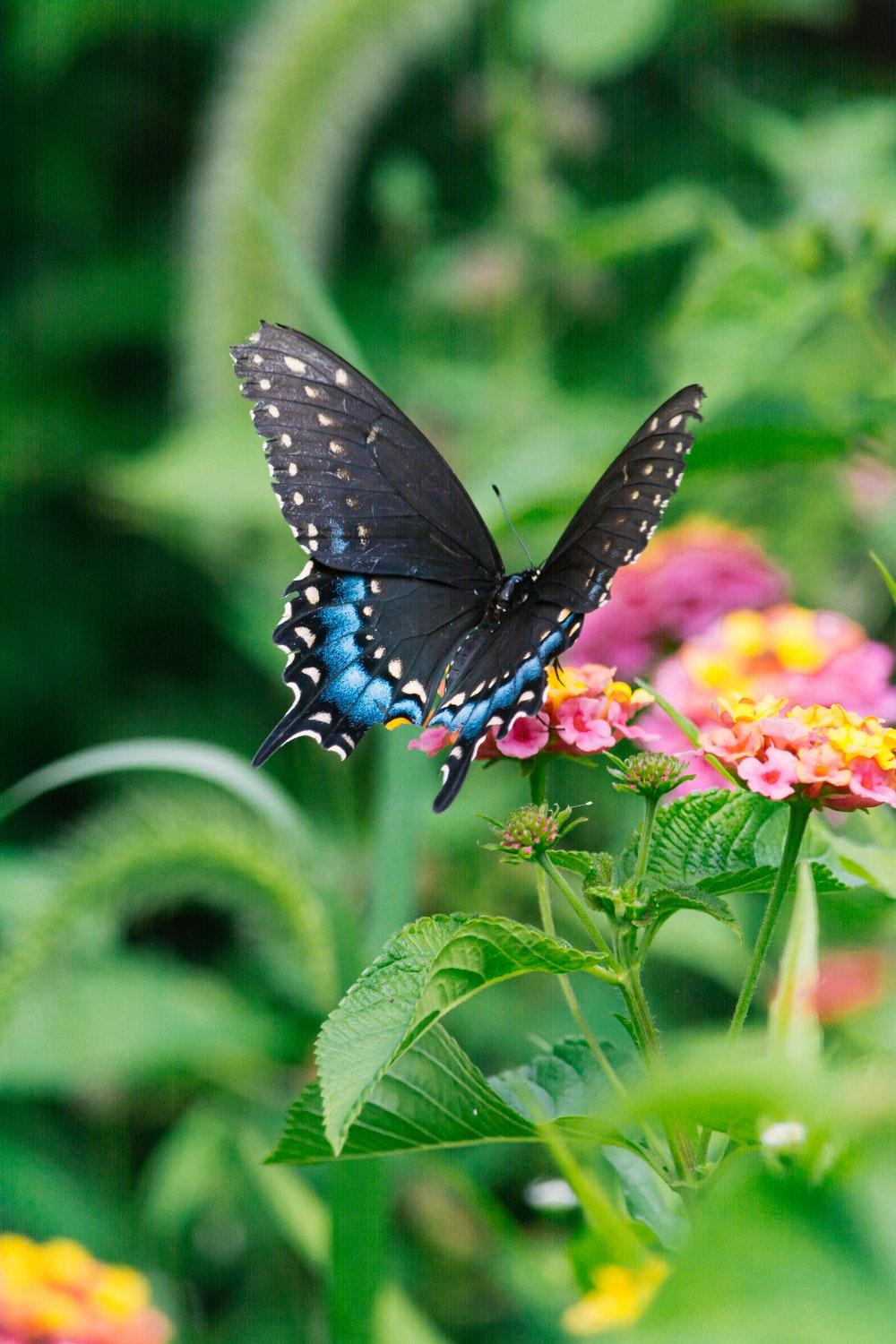 1000x1500 Blue Butterfly Picture. Download Free Image